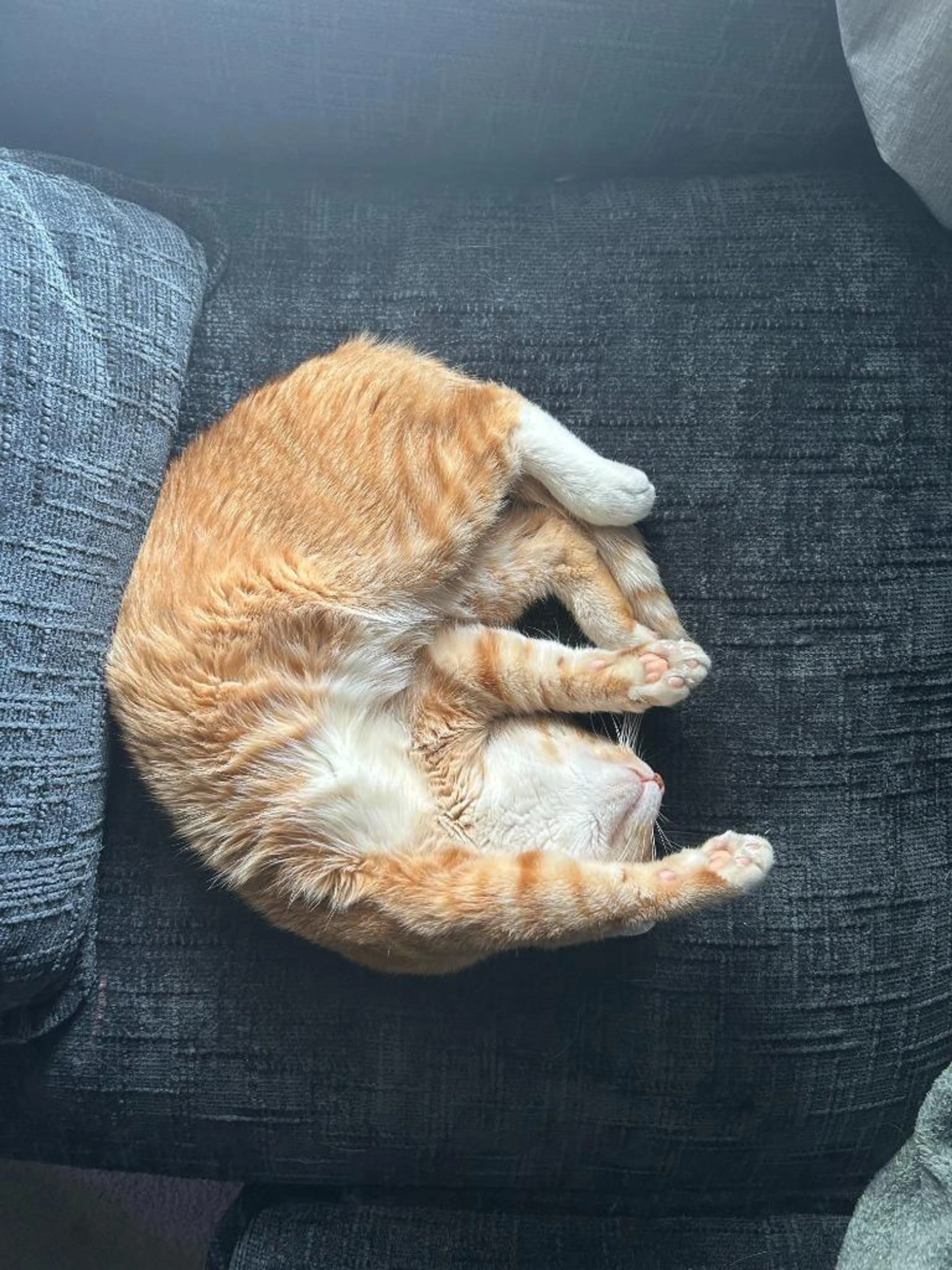 Found pet-4