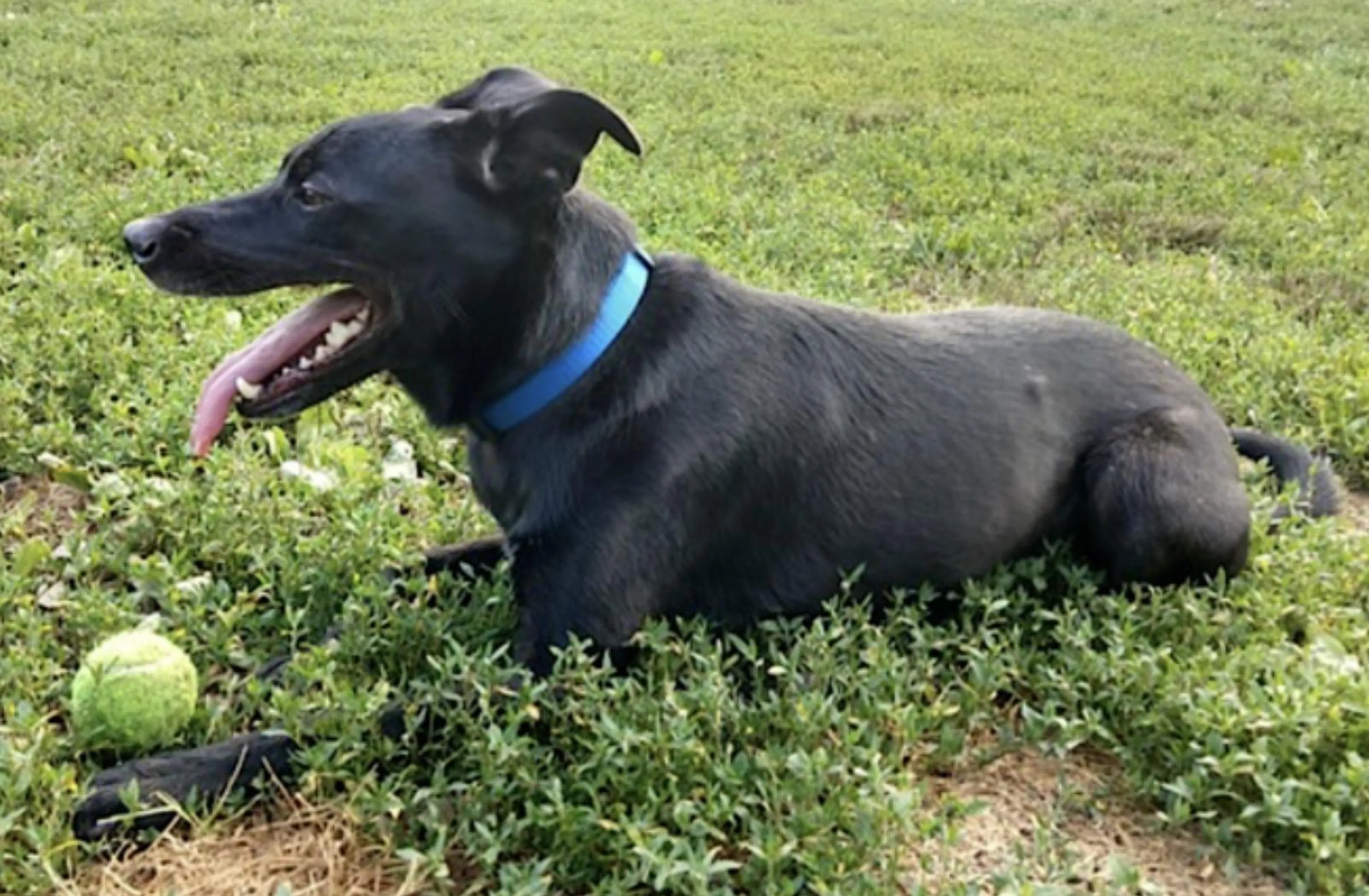 Found pet-1