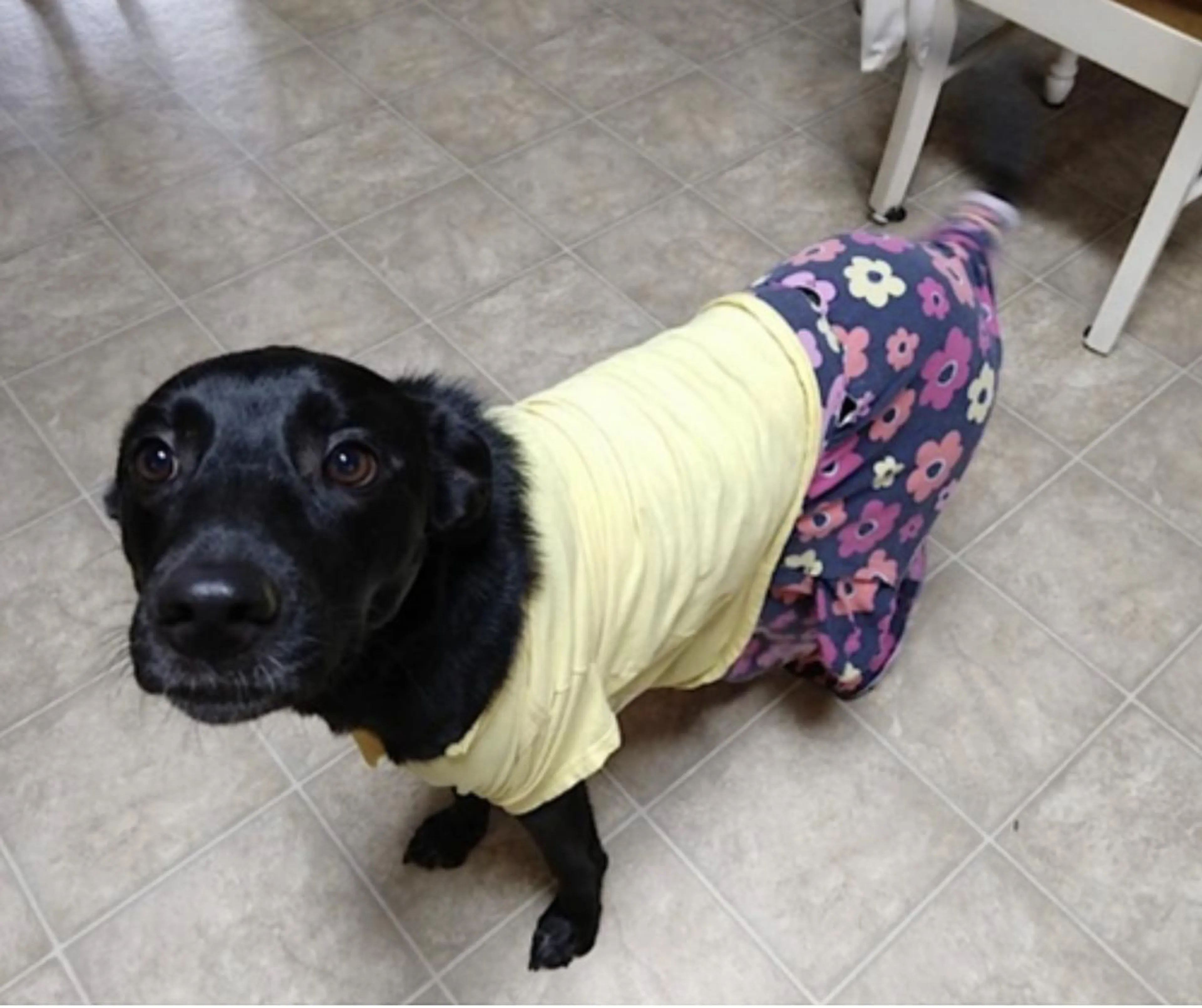 Found pet-2