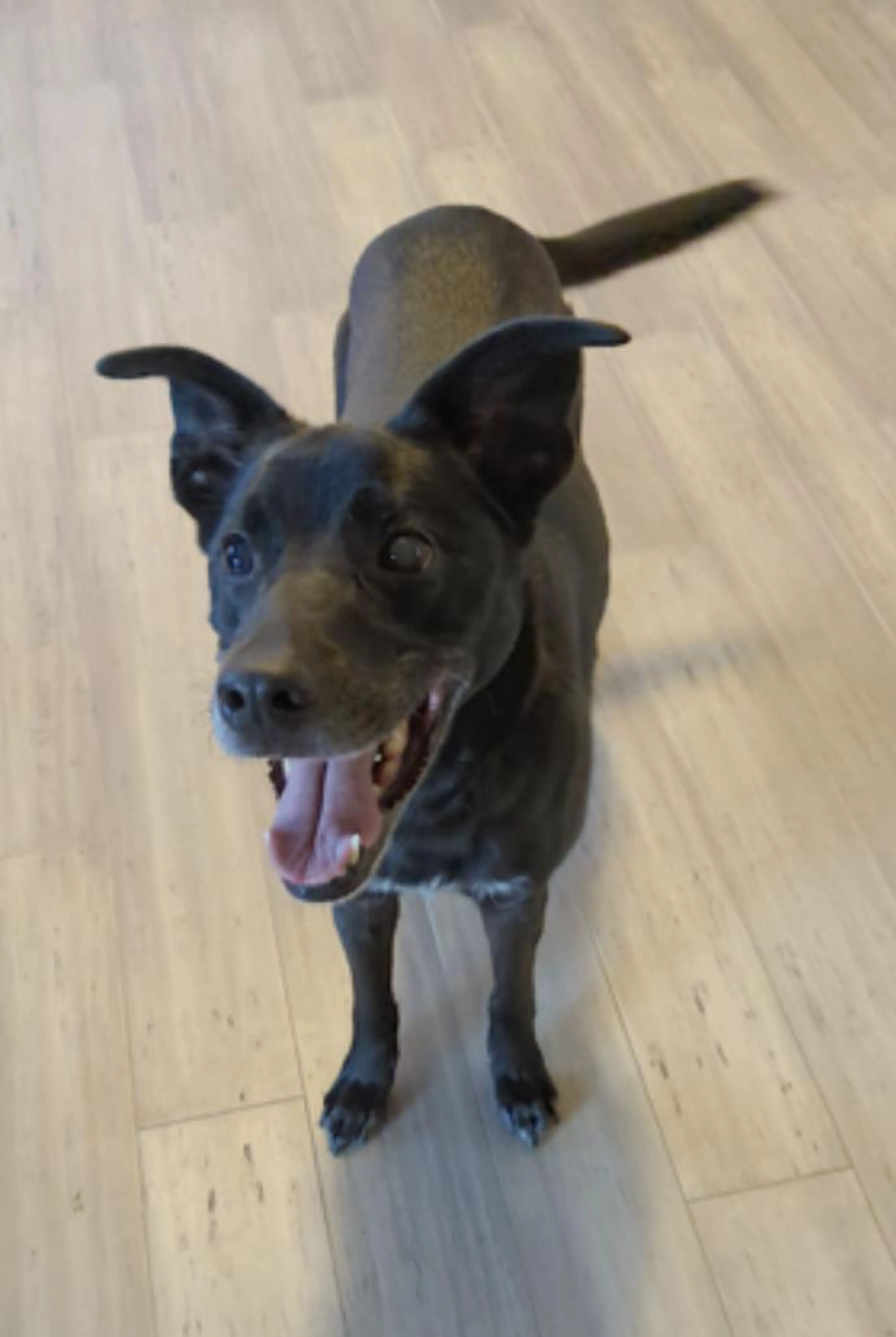 Found pet-3