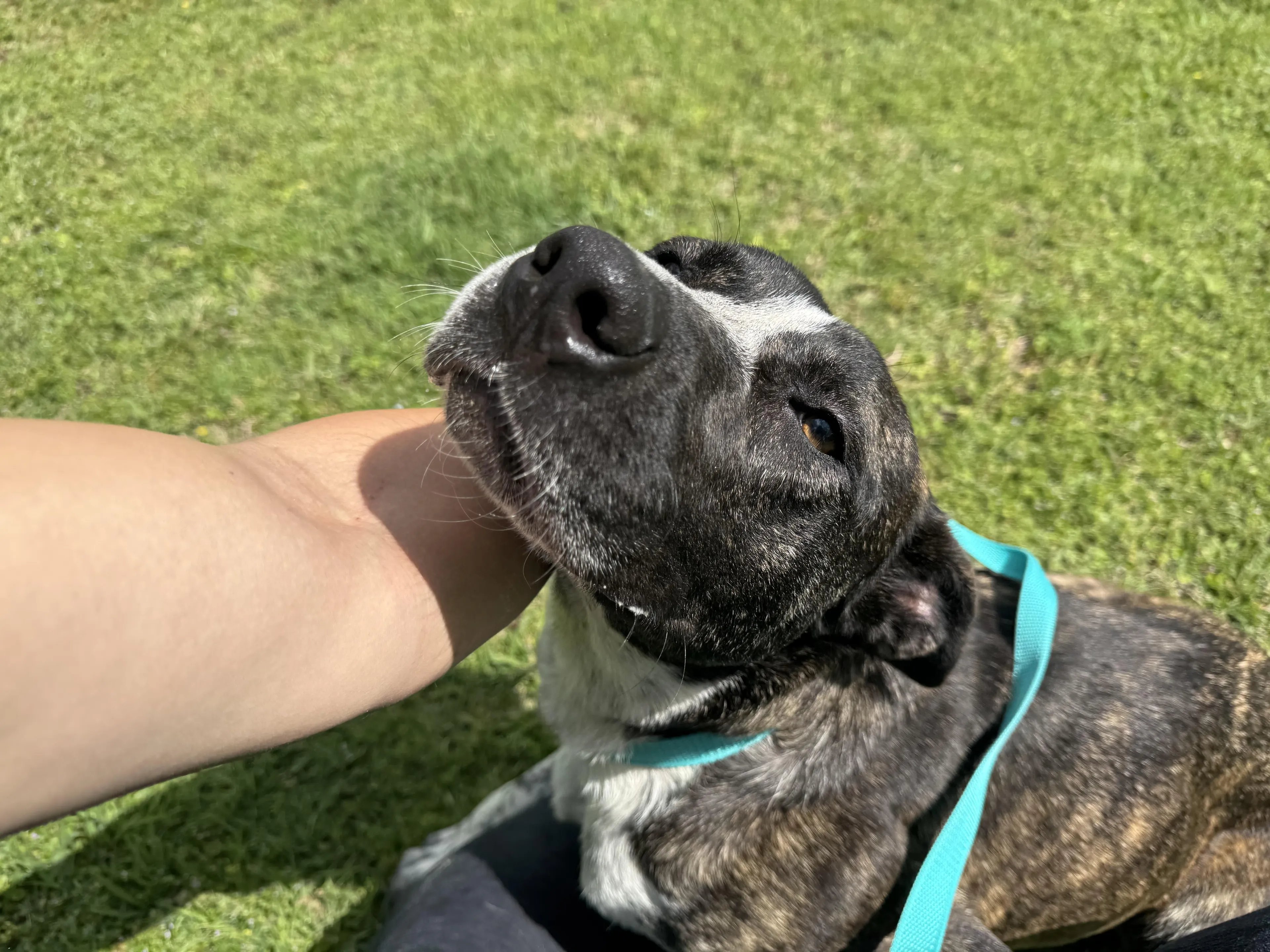 Found pet-3
