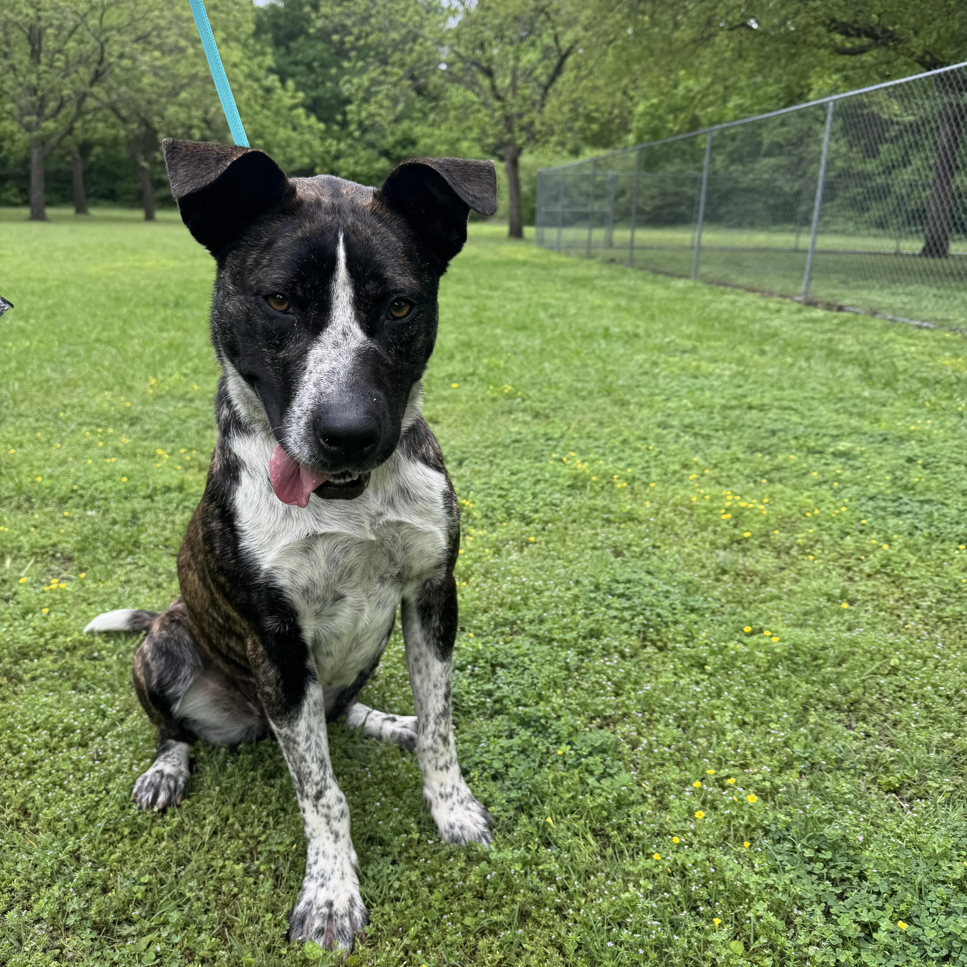 Found pet-2