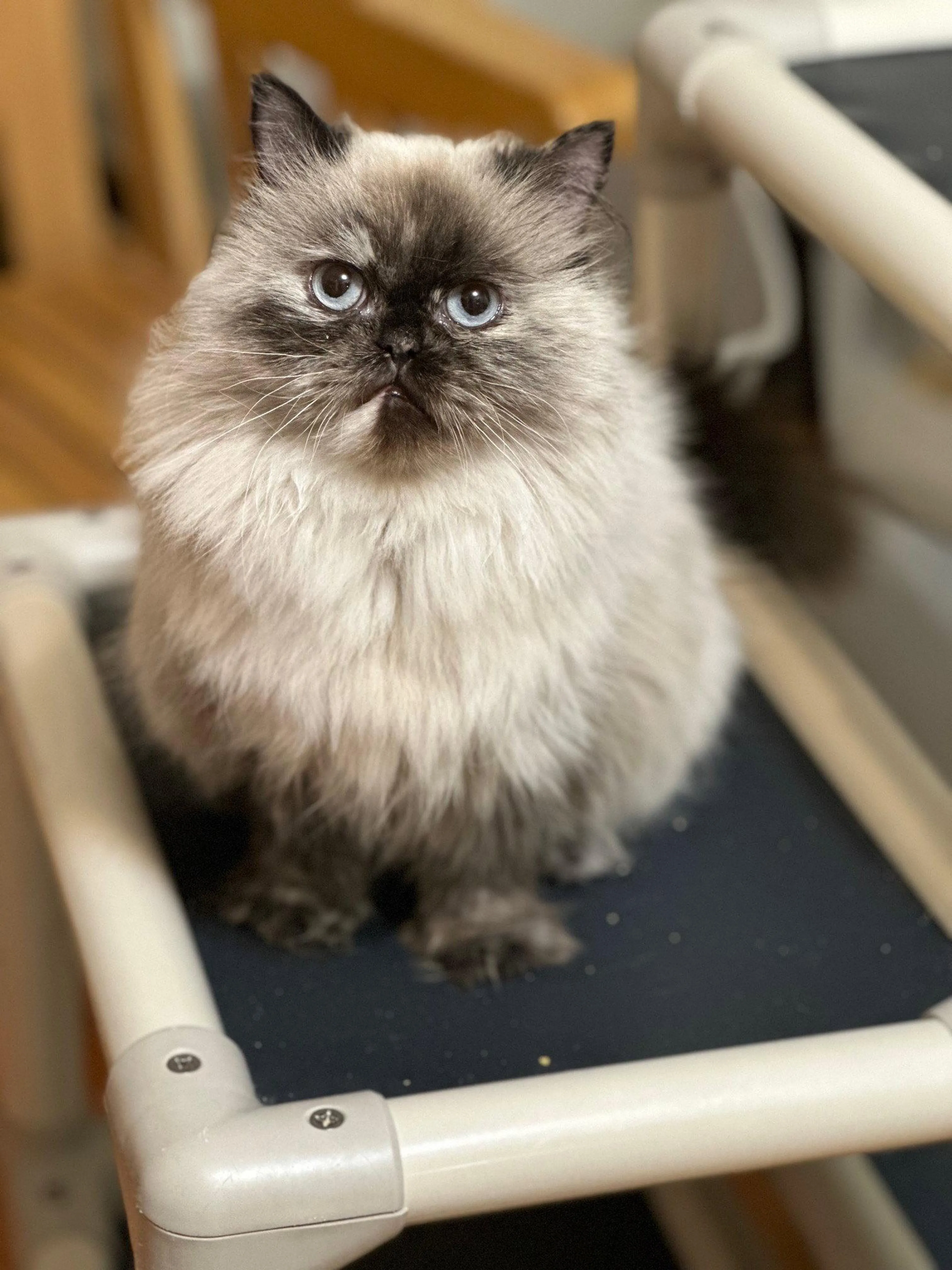 Found pet-1