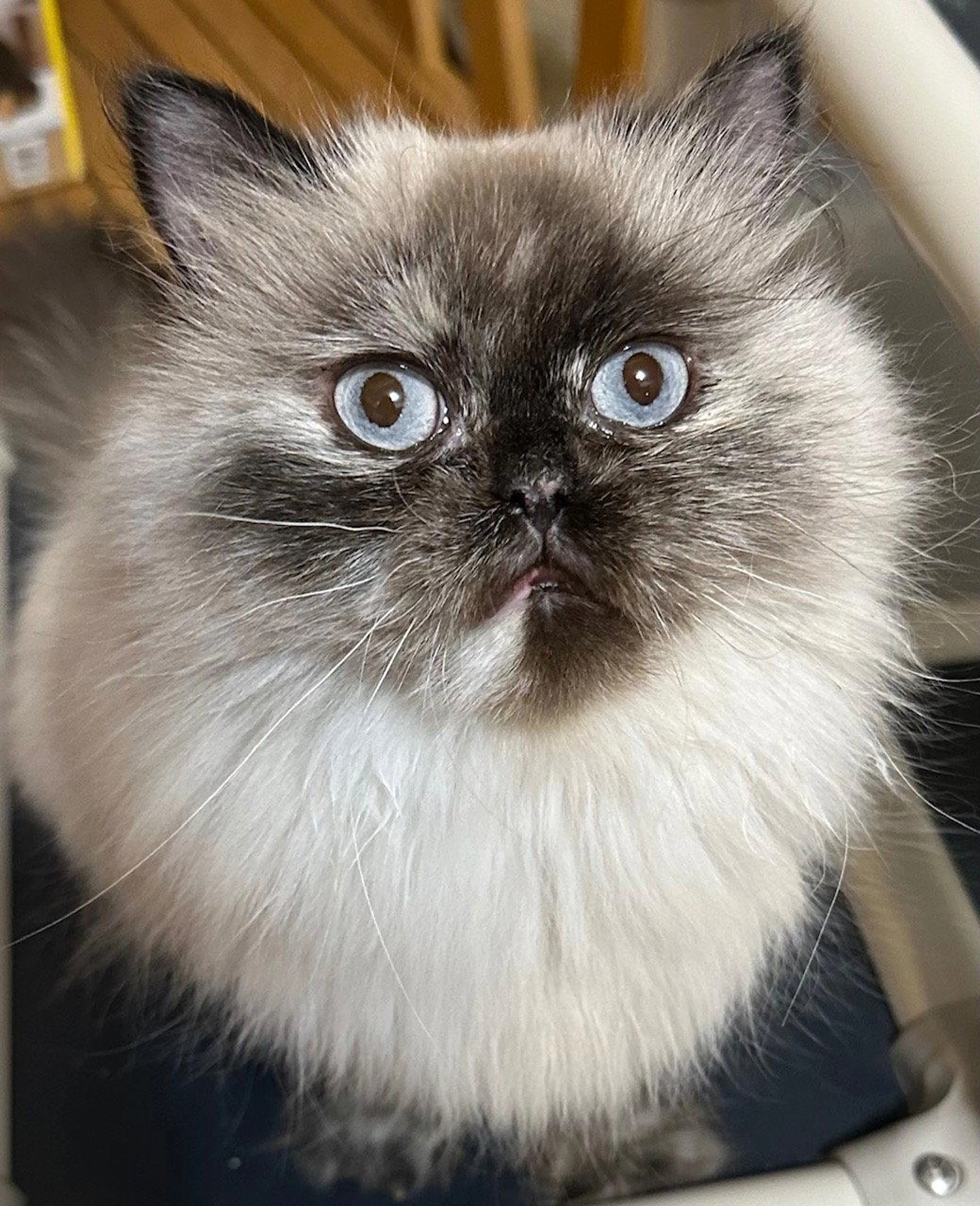 Found pet-0