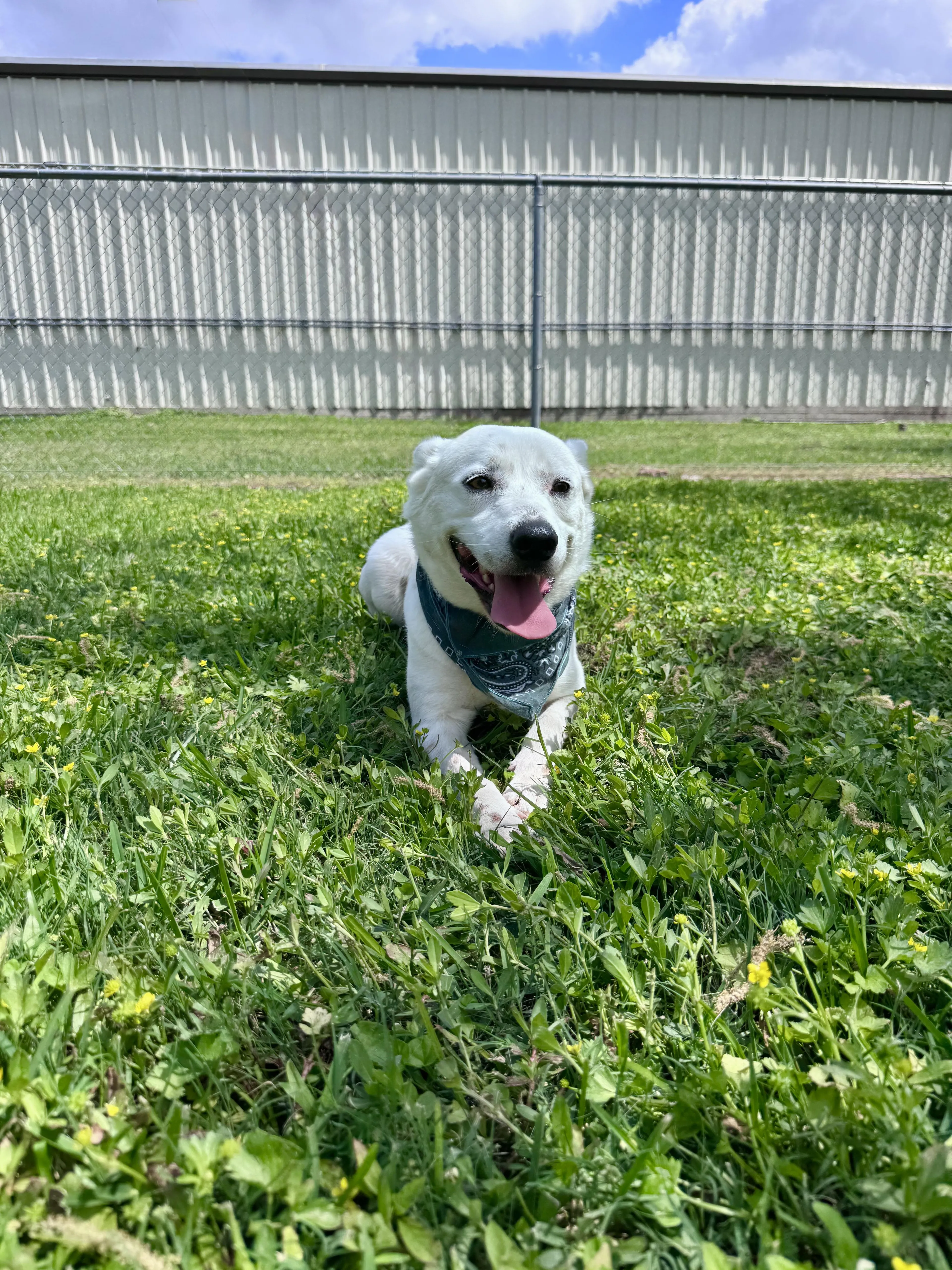 Found pet-2