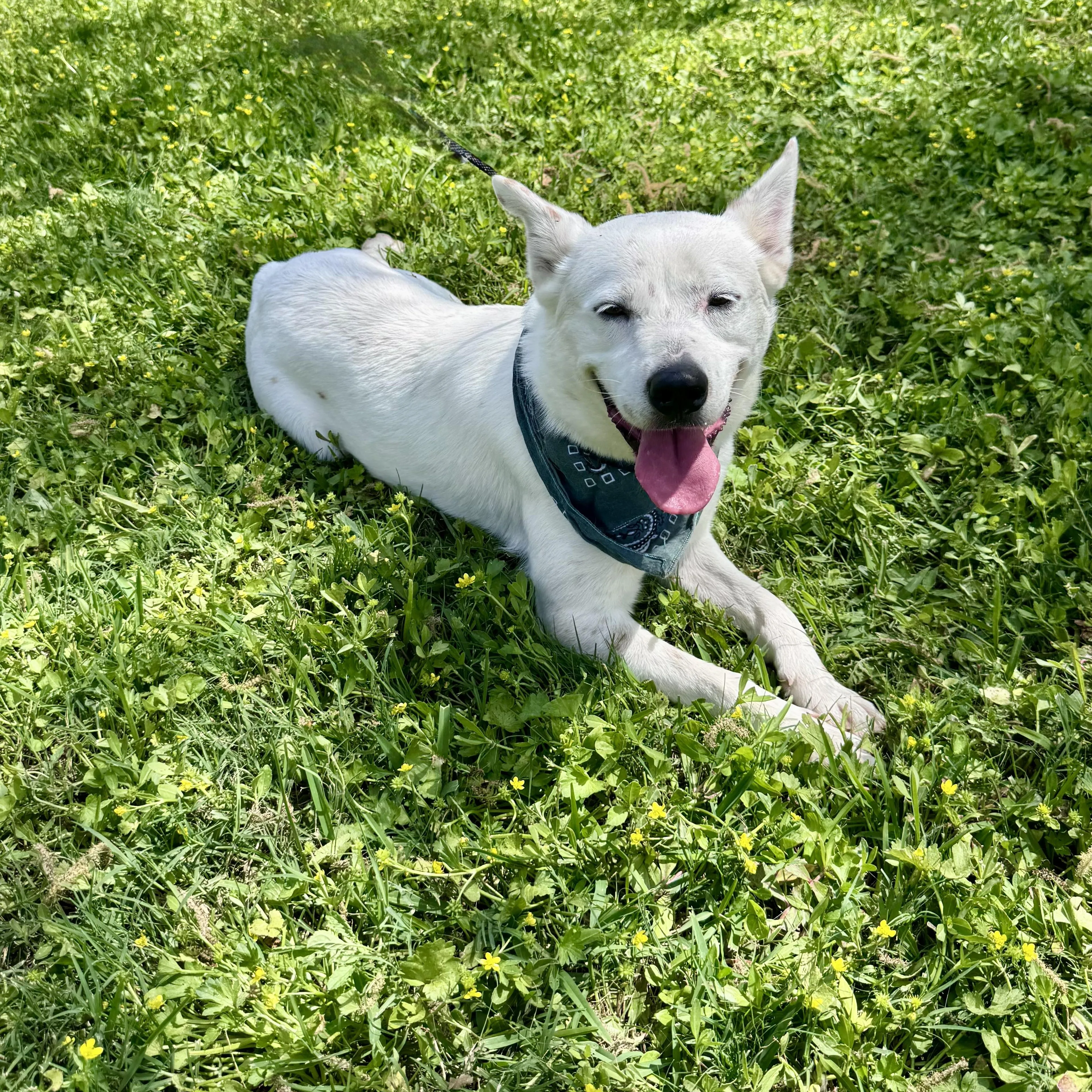 Found pet-0