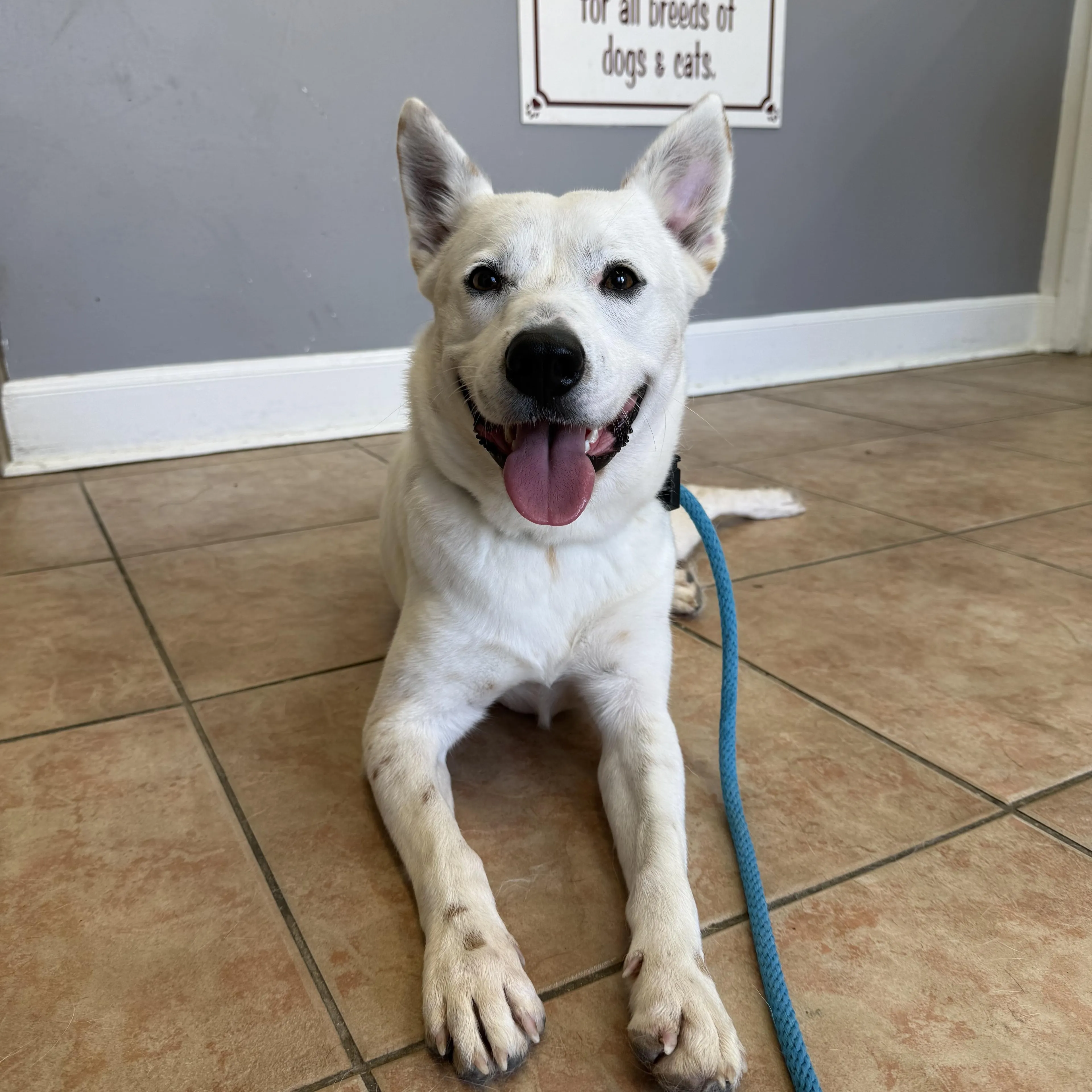 Found pet-4