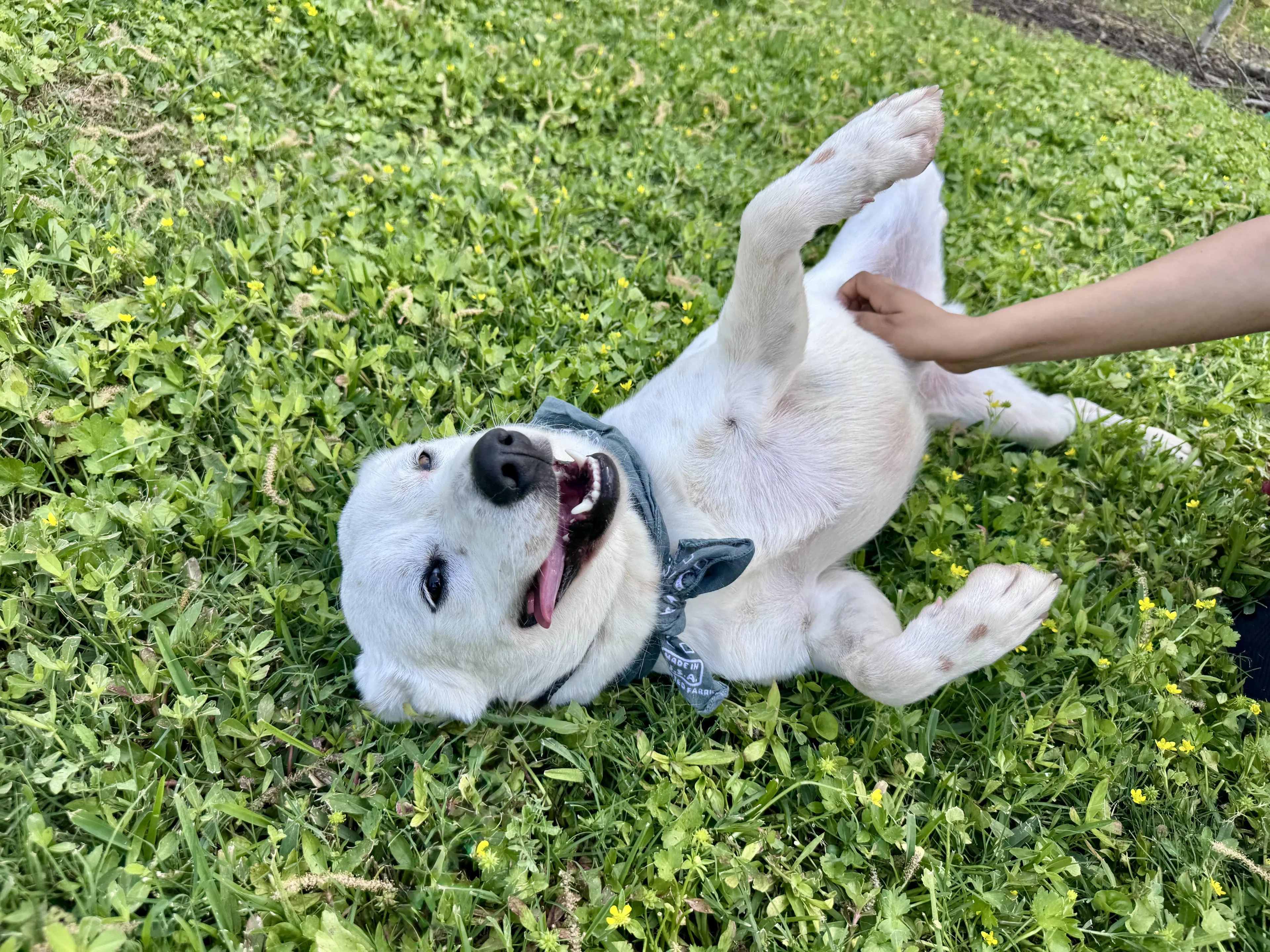 Found pet-3