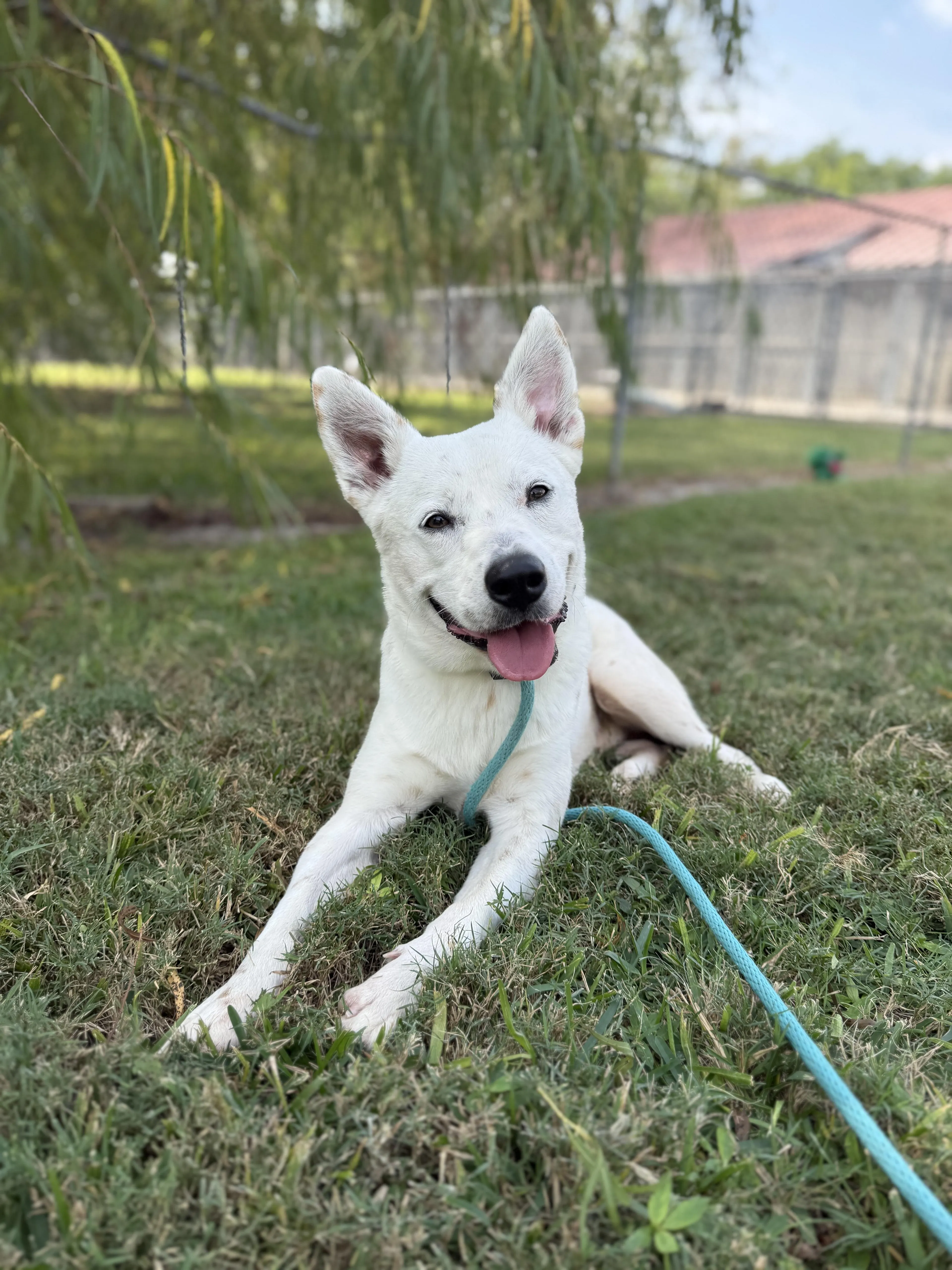 Found pet-1