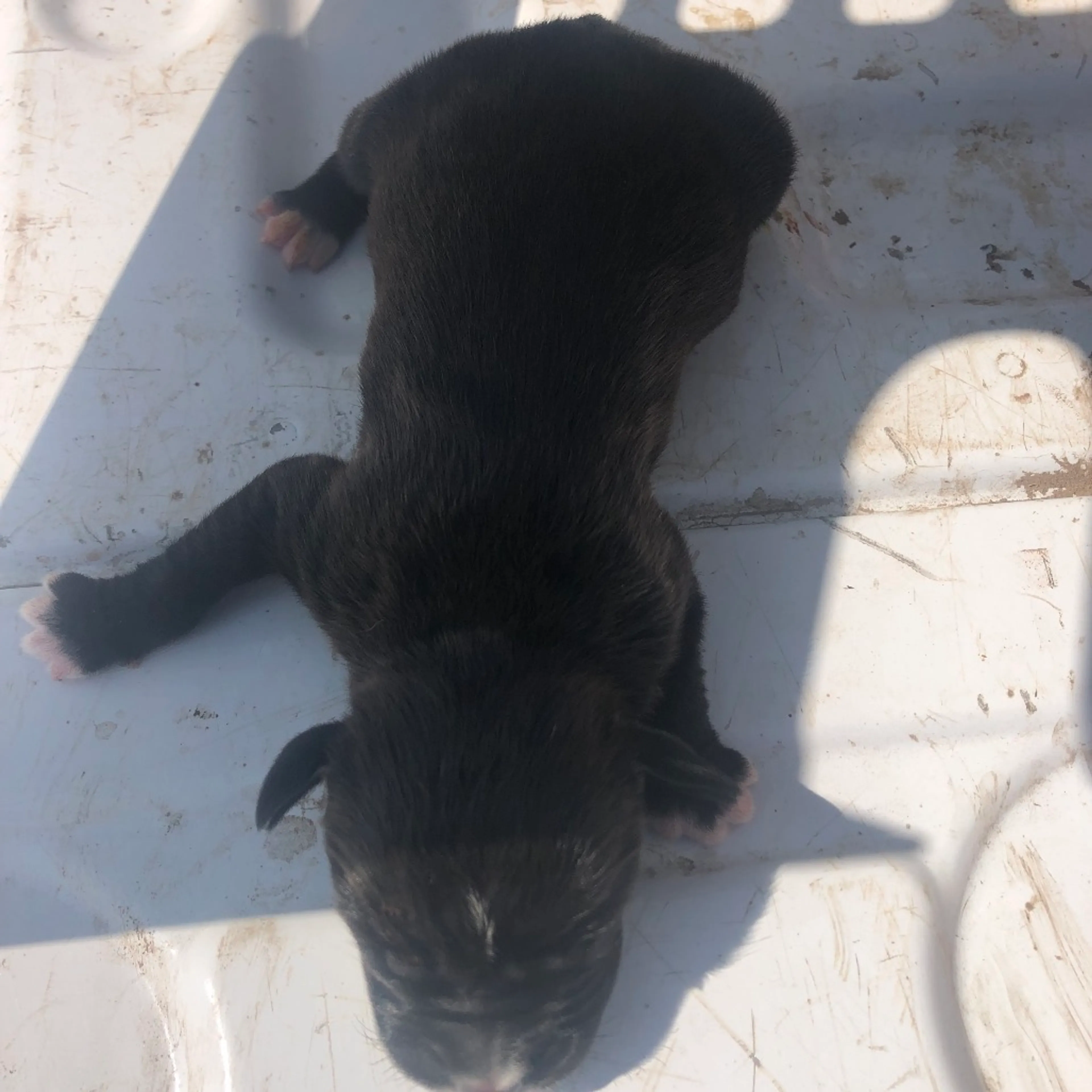 Found pet