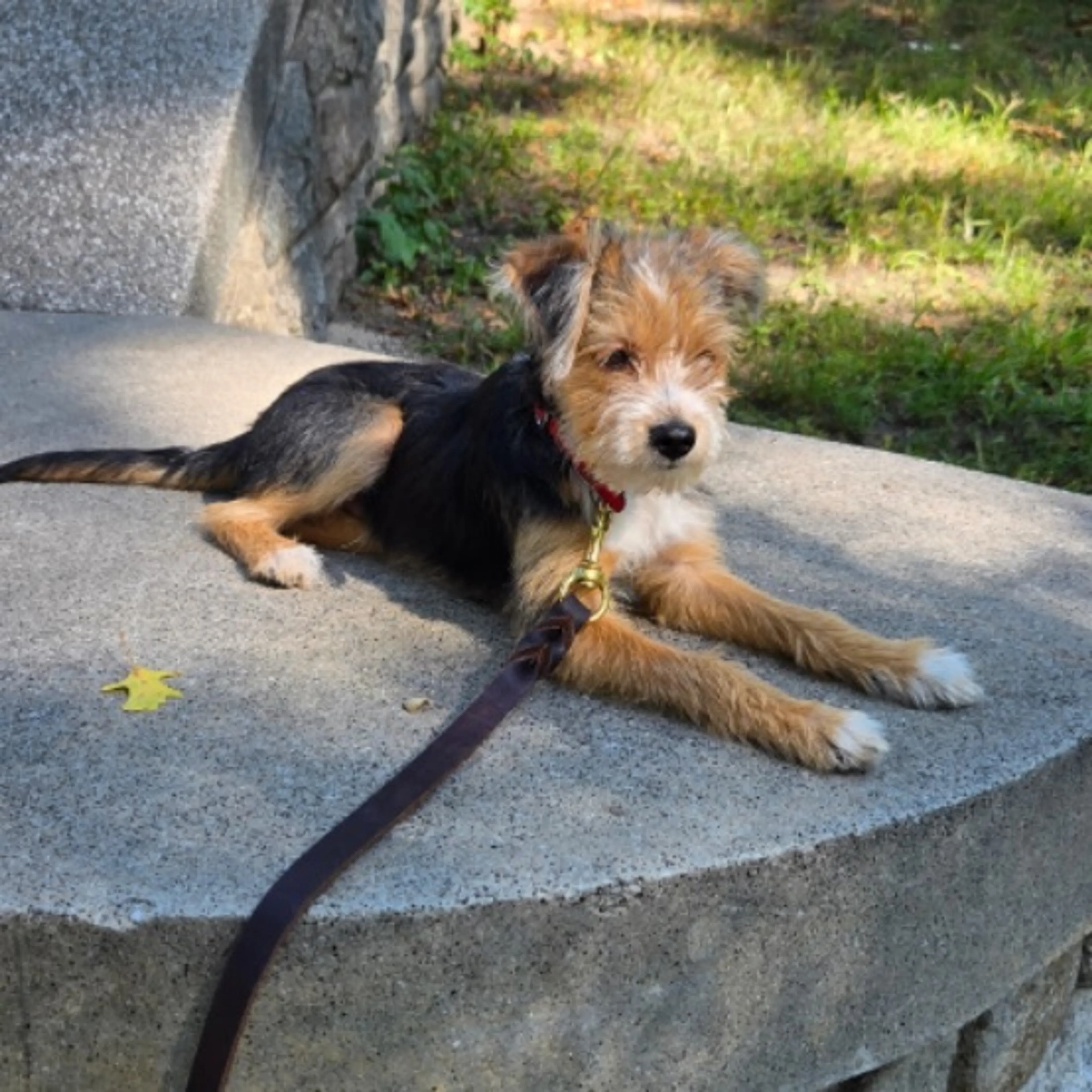 Lost pet