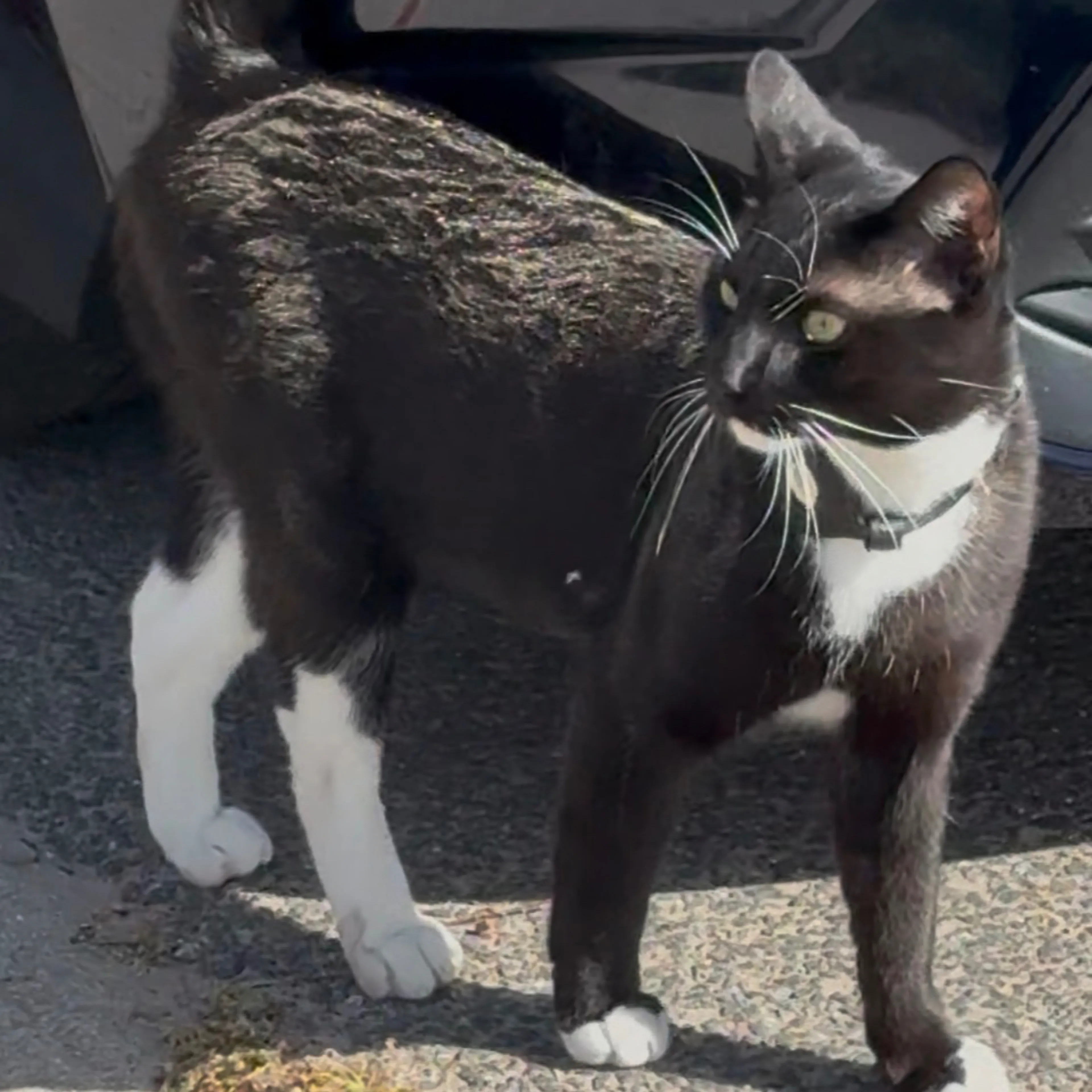 Lost pet-1