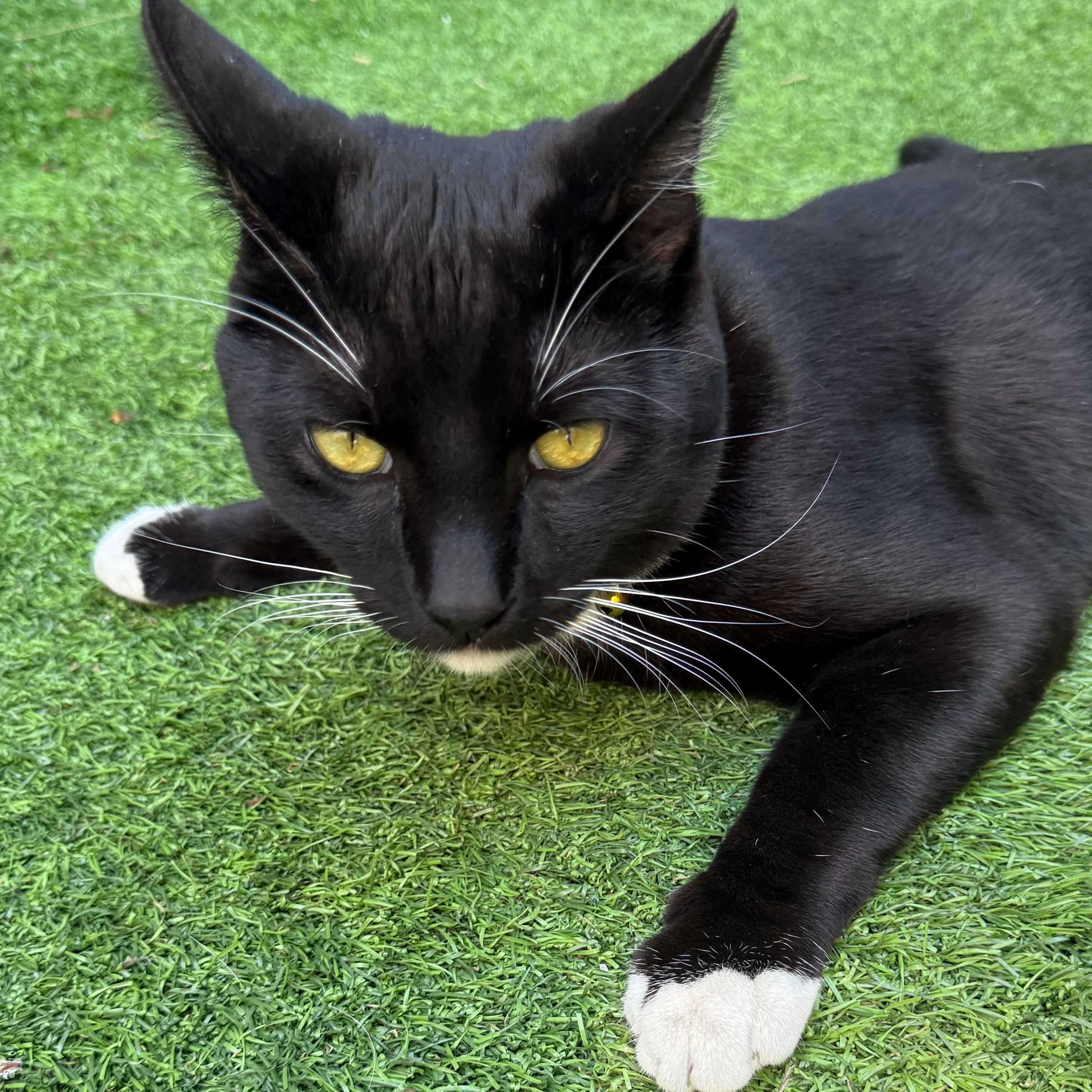 Lost pet-2