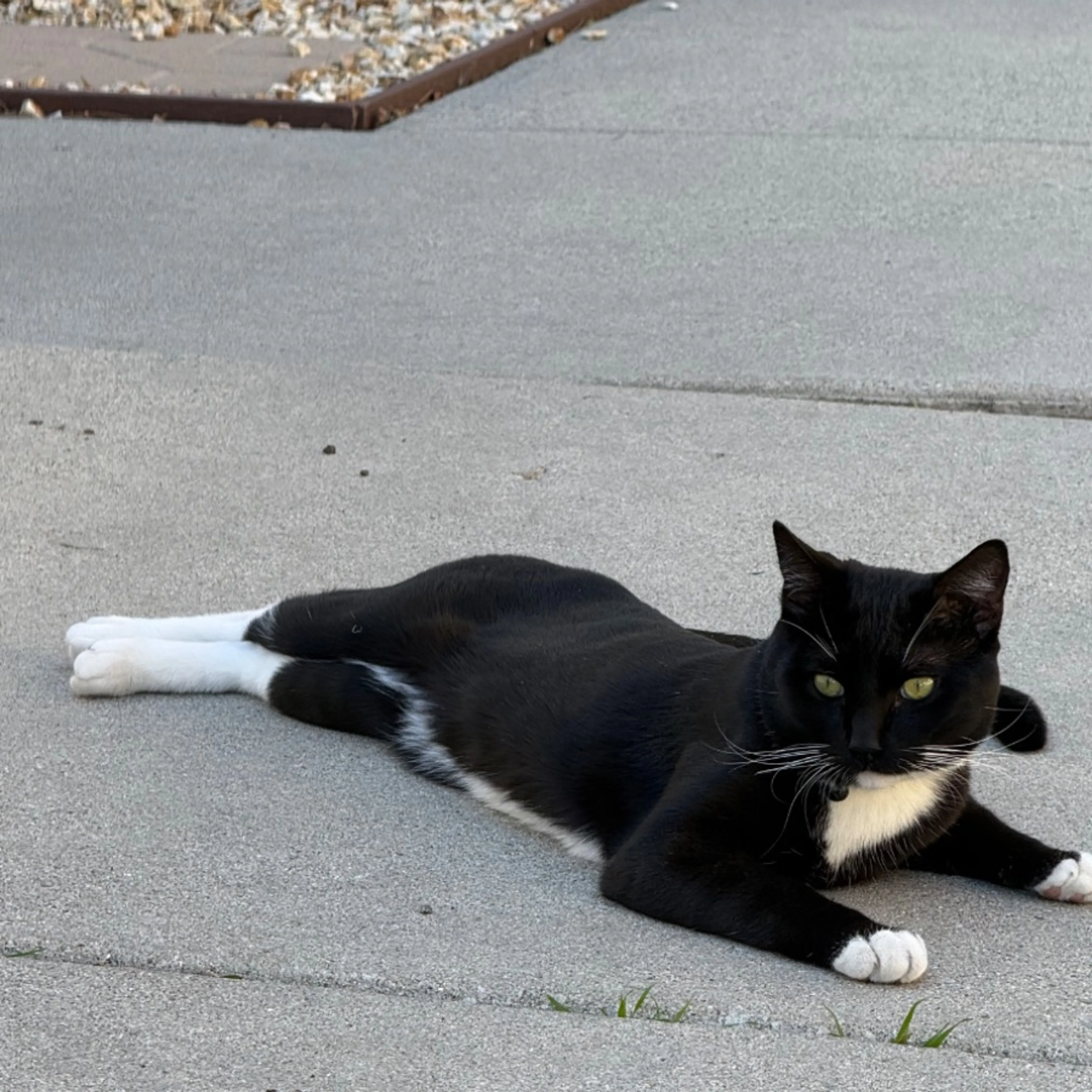 Lost pet-0