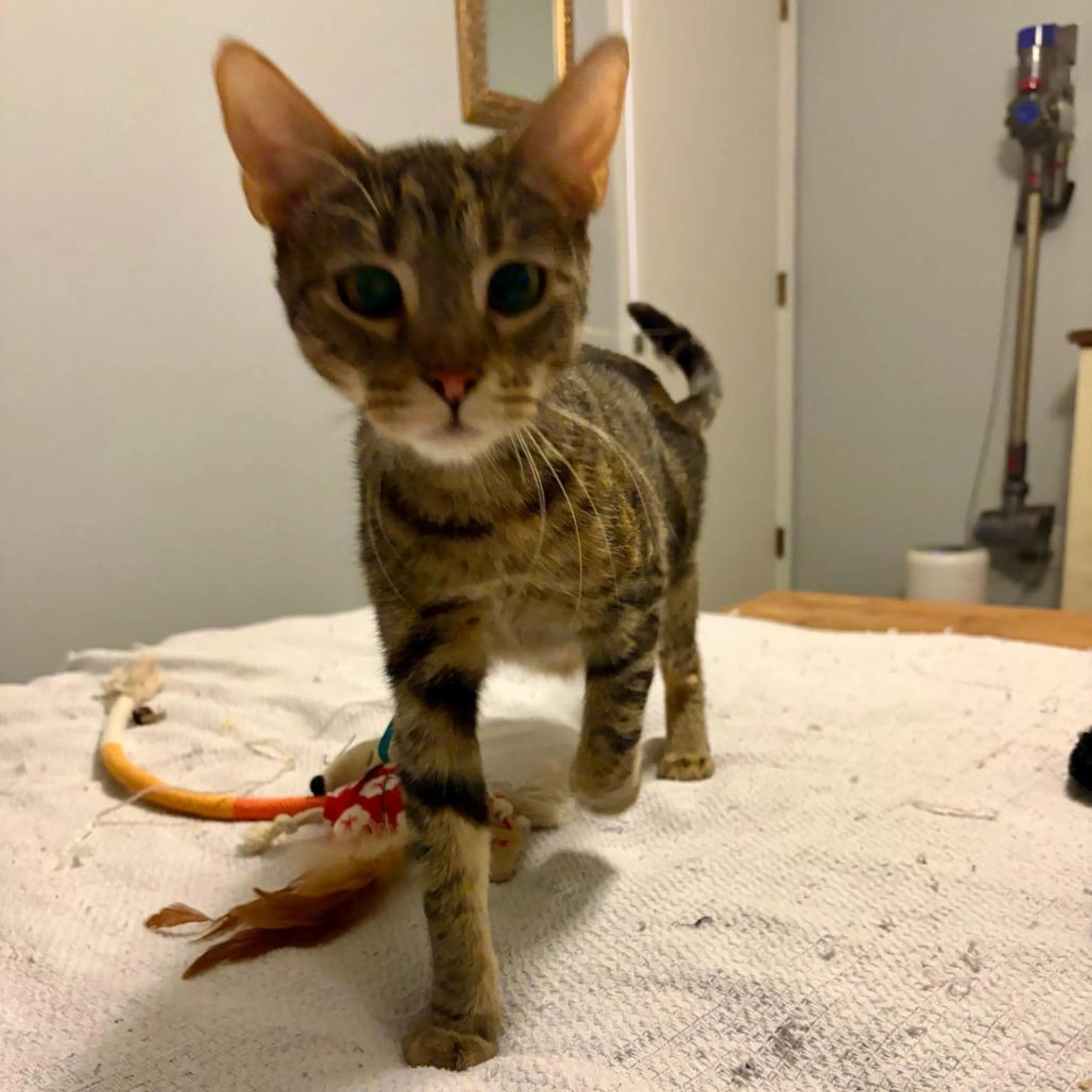Found pet-1
