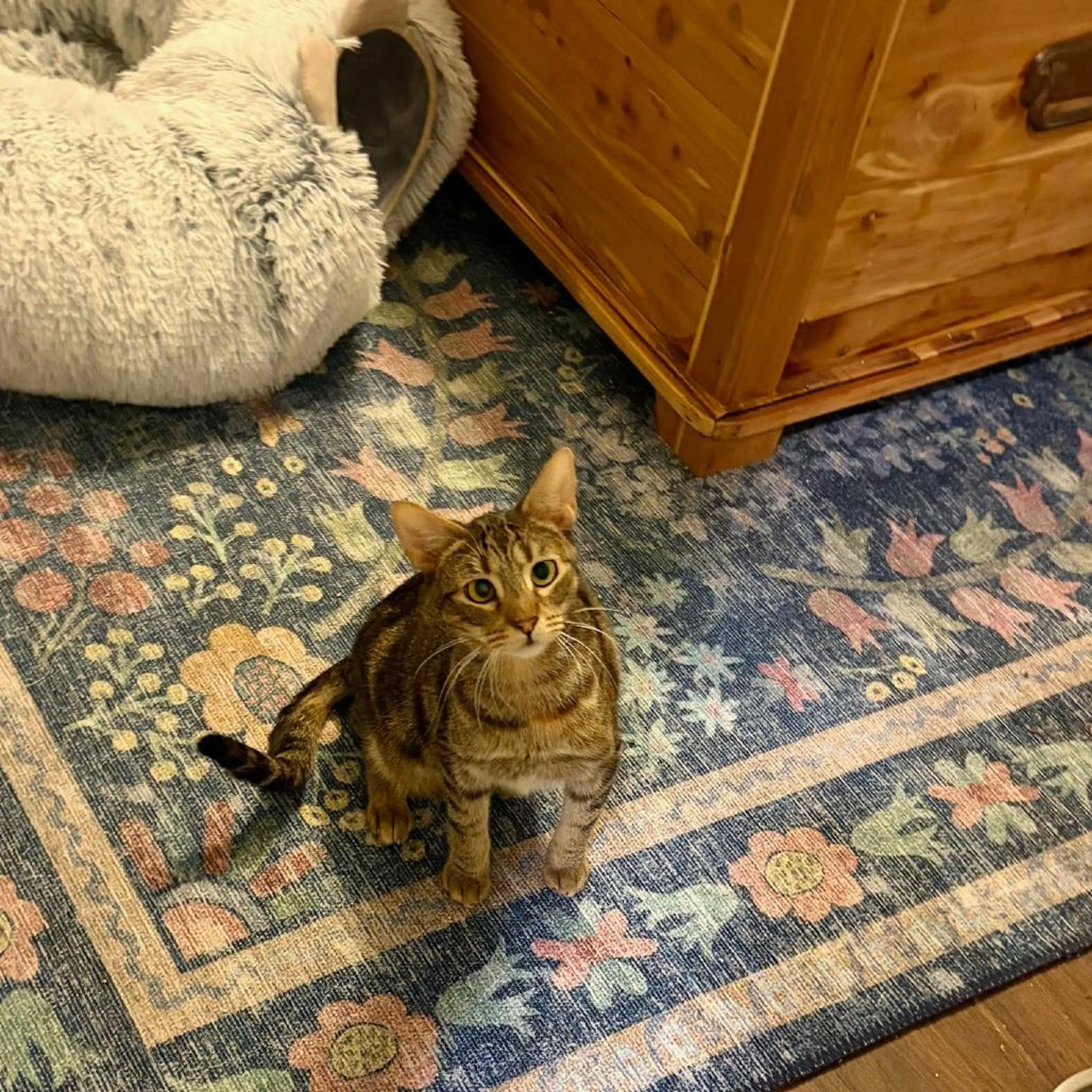 Found pet-0