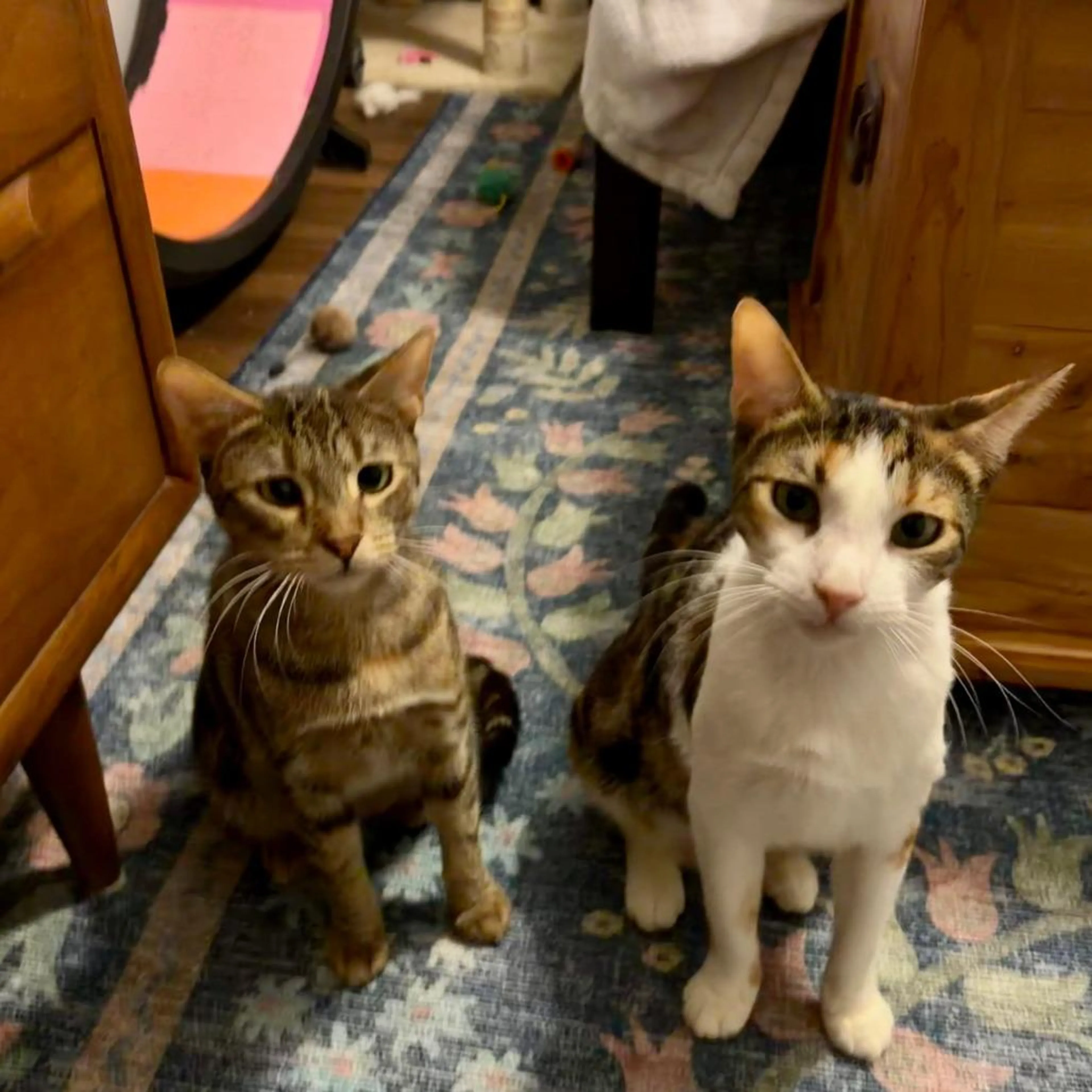 Found pet-2