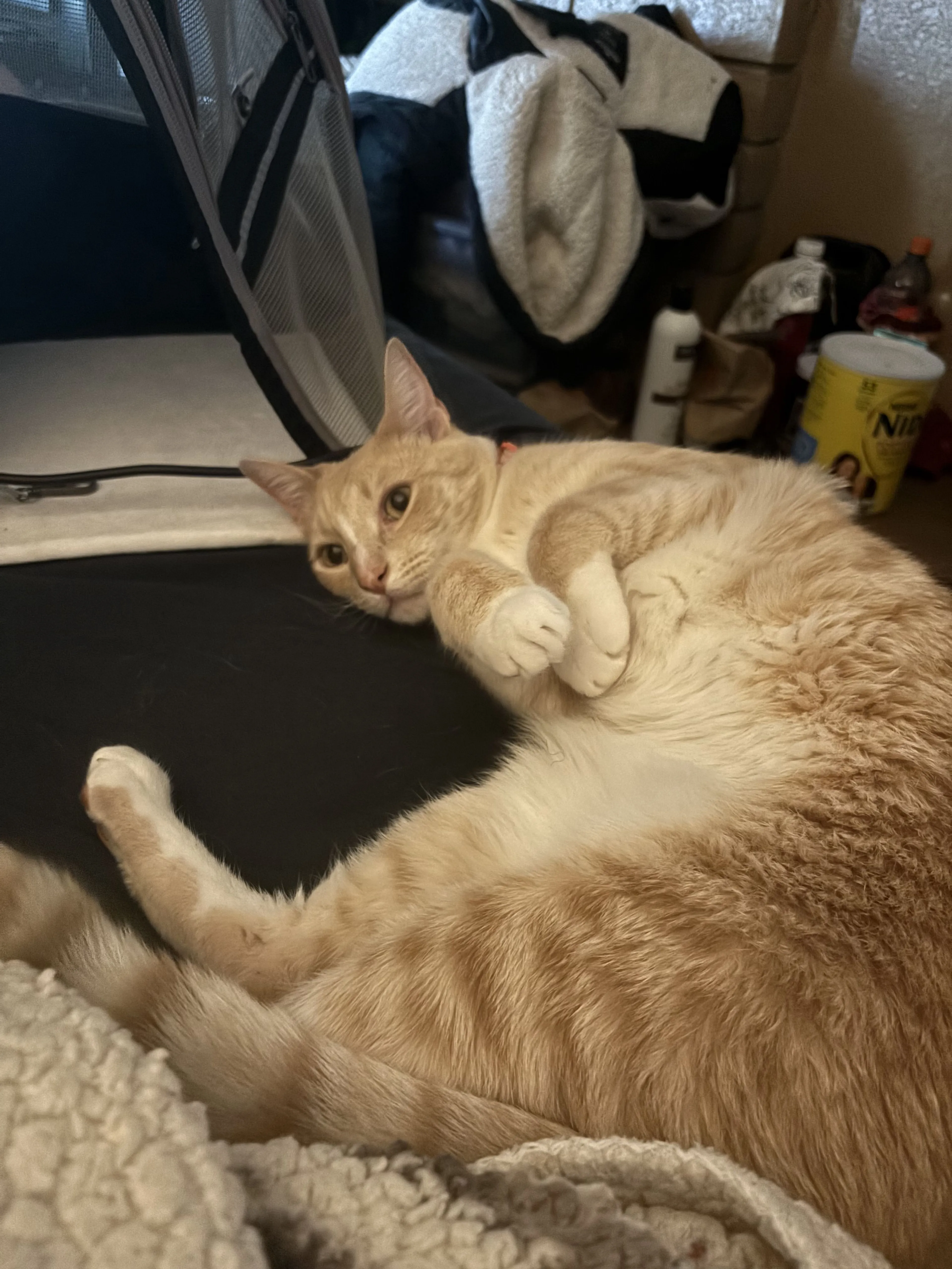 Lost pet-0