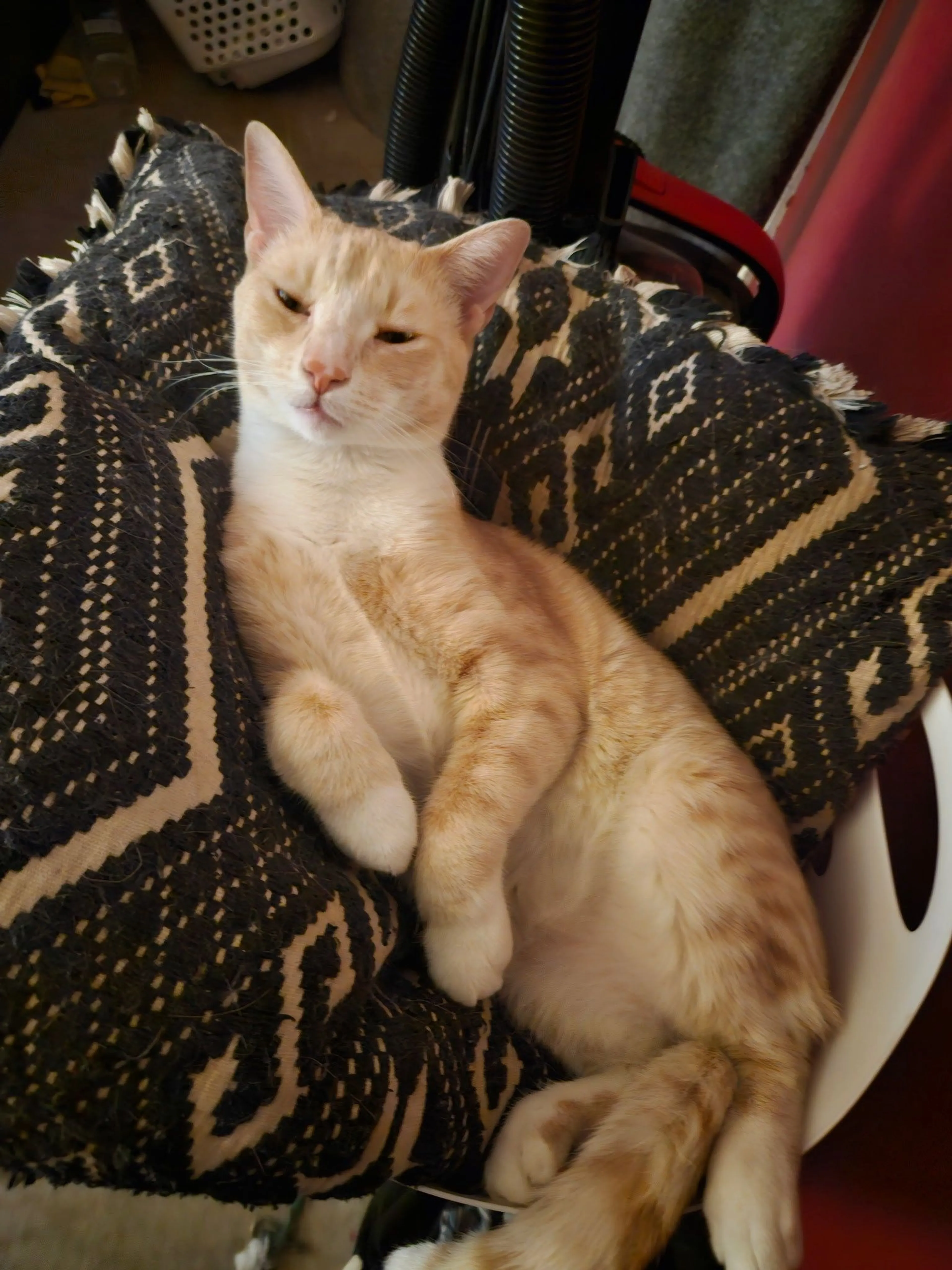 Lost pet-2
