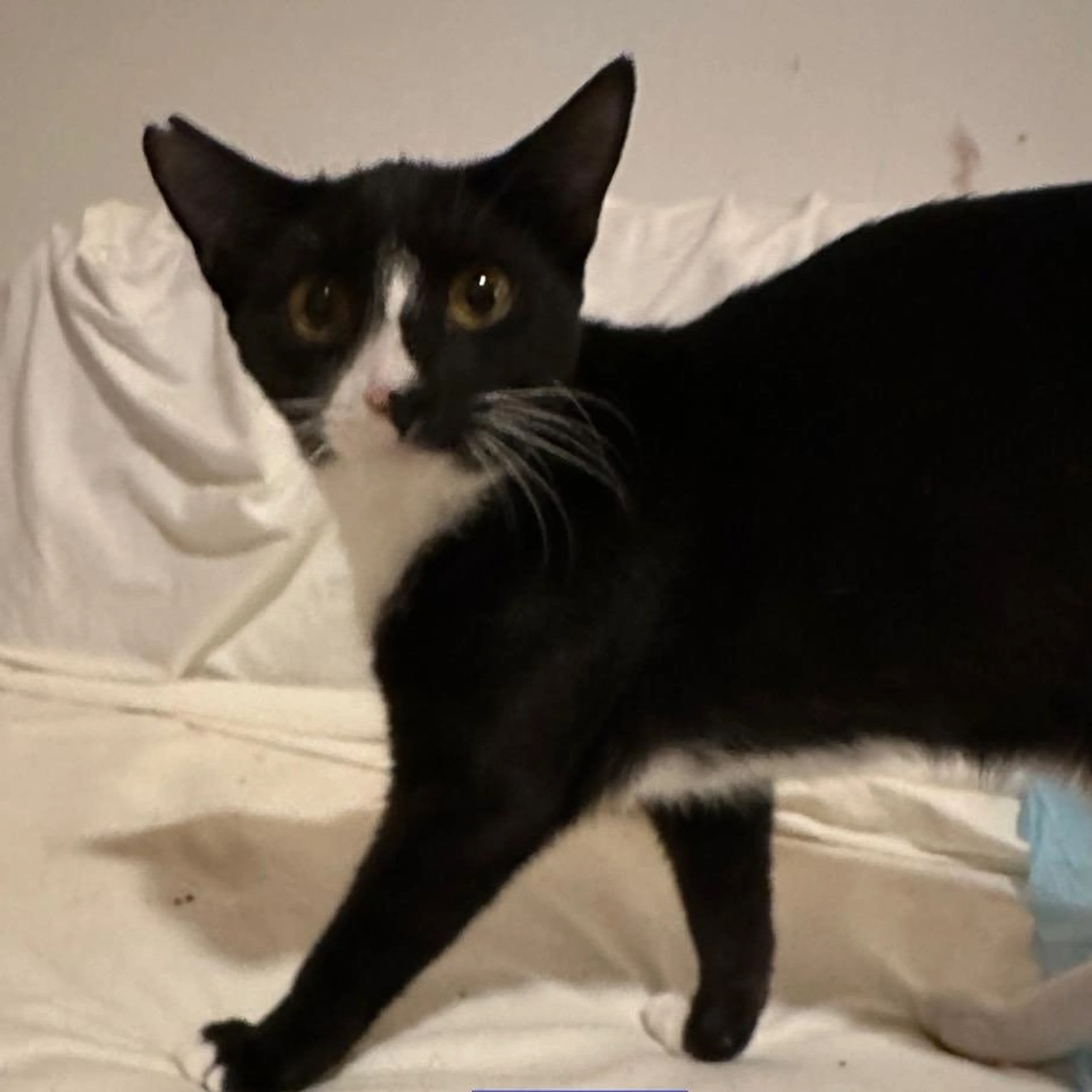 Found pet