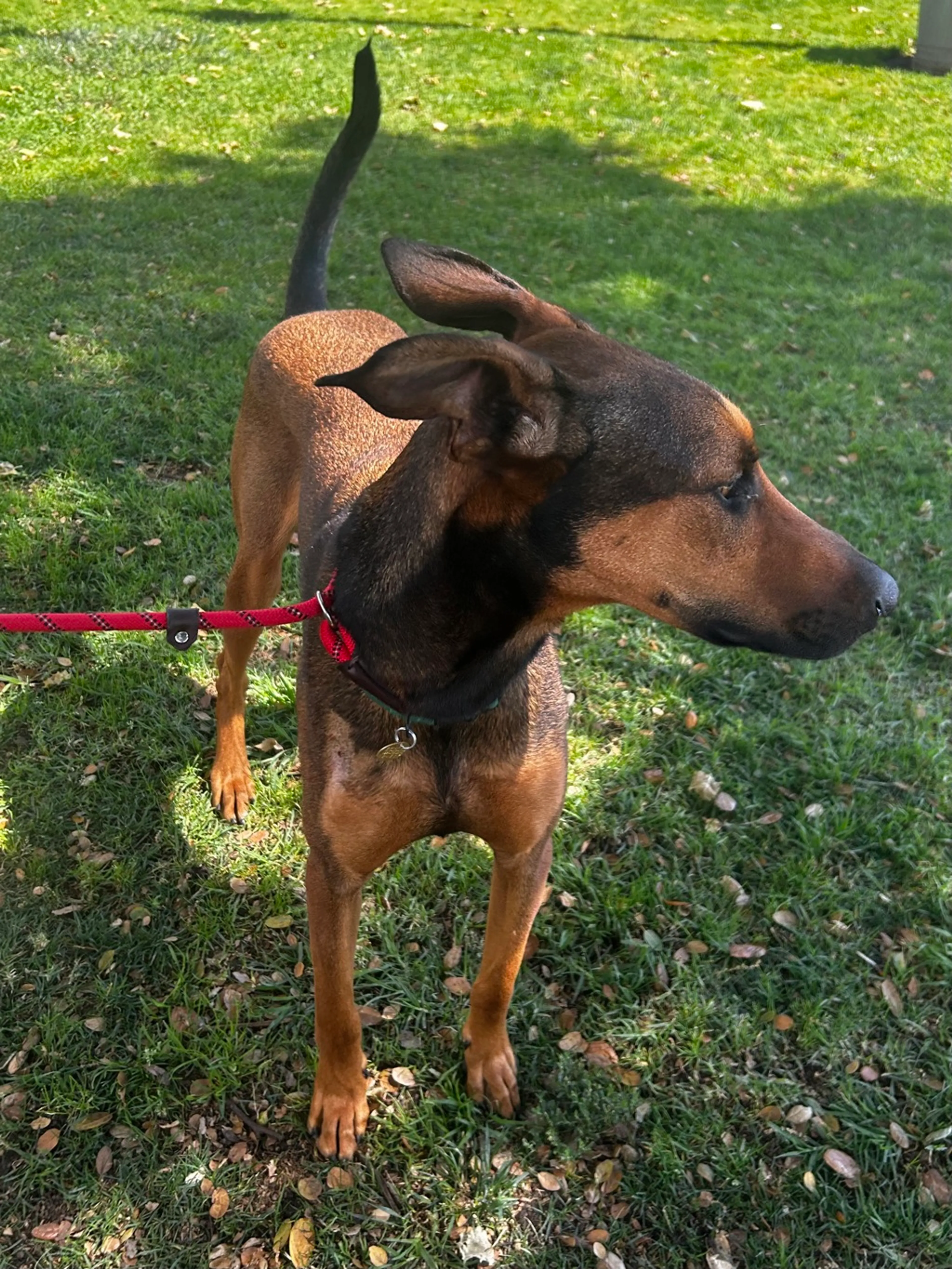 Found pet-3