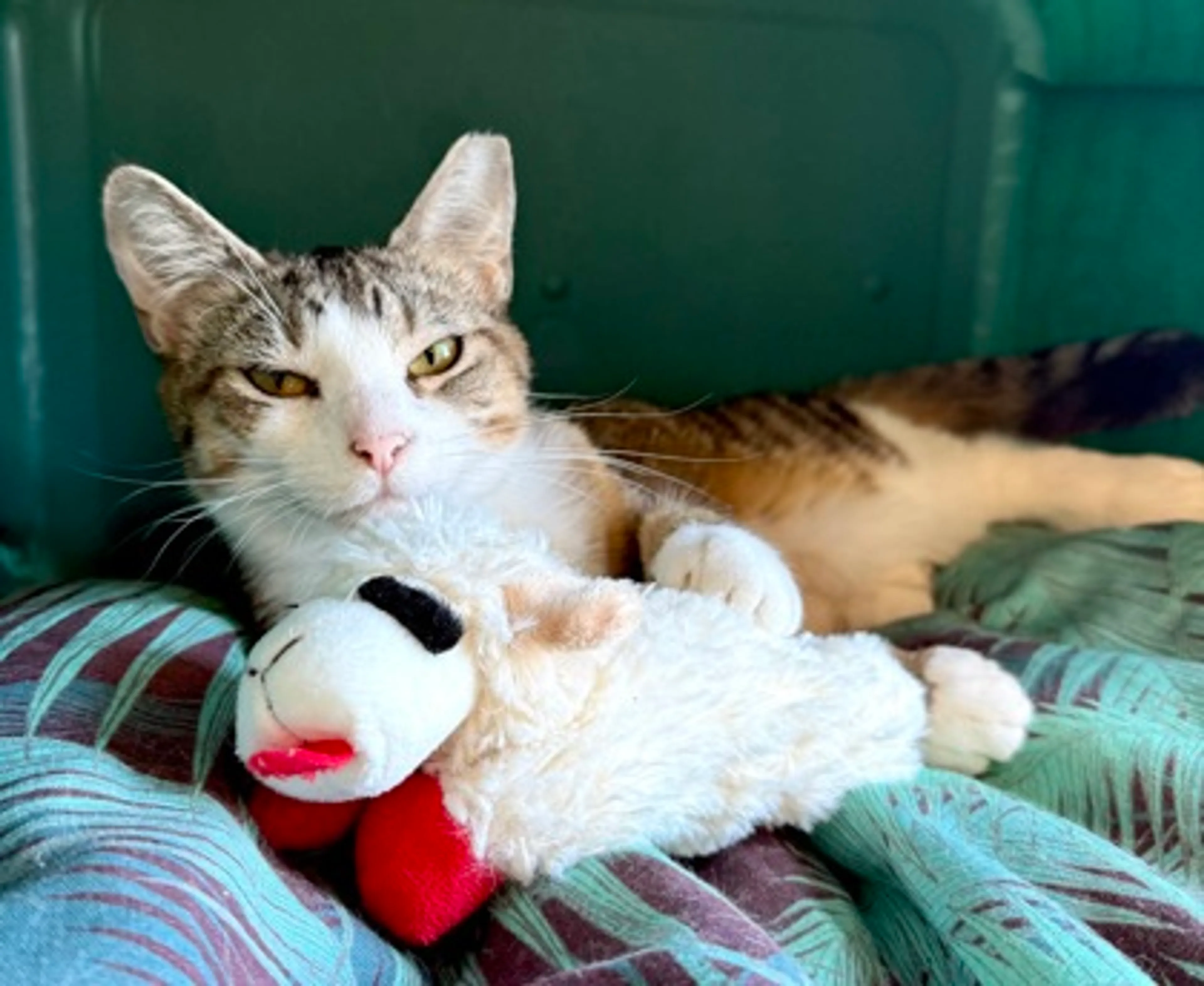 Found pet-1