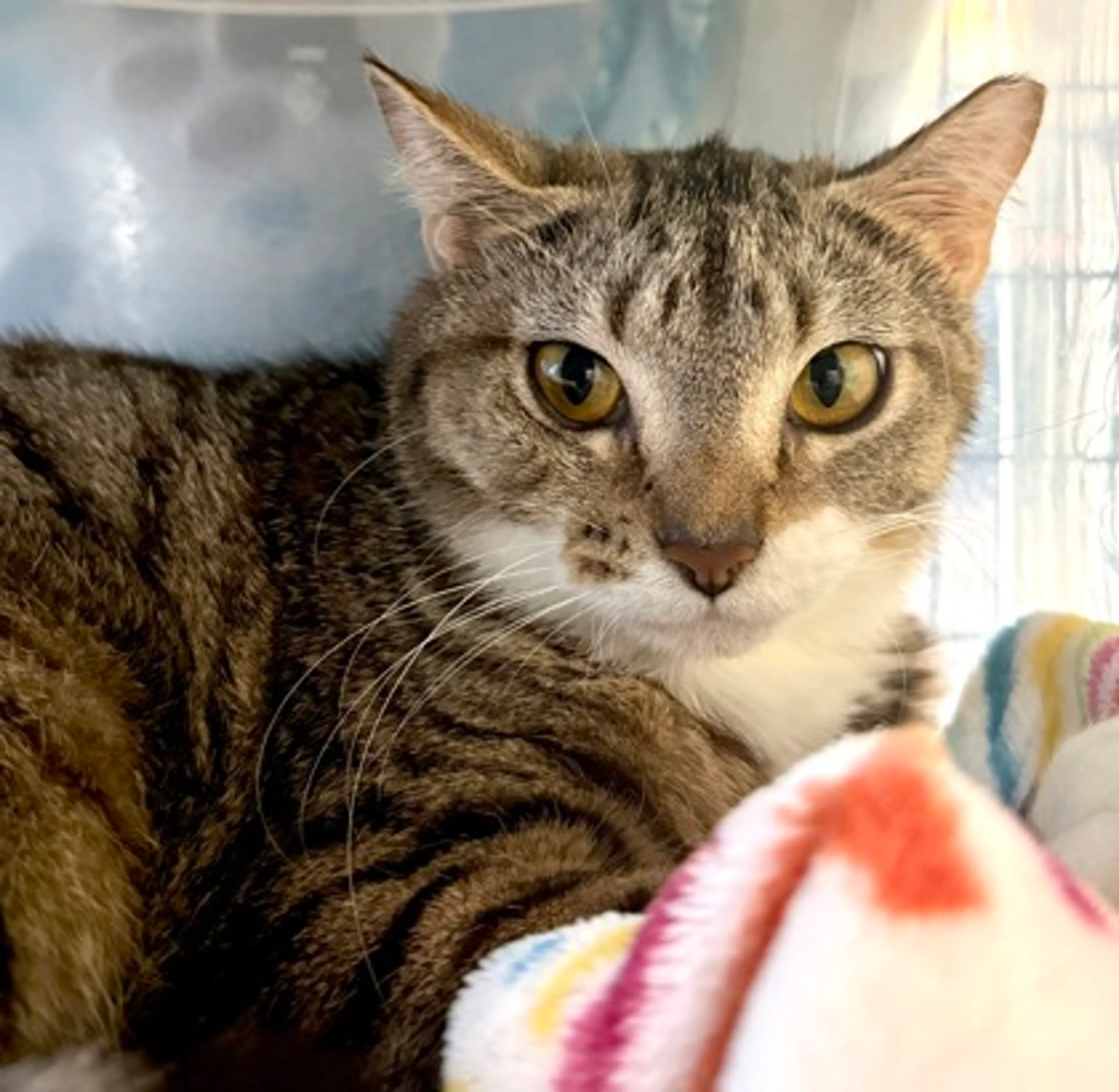 Found pet-2