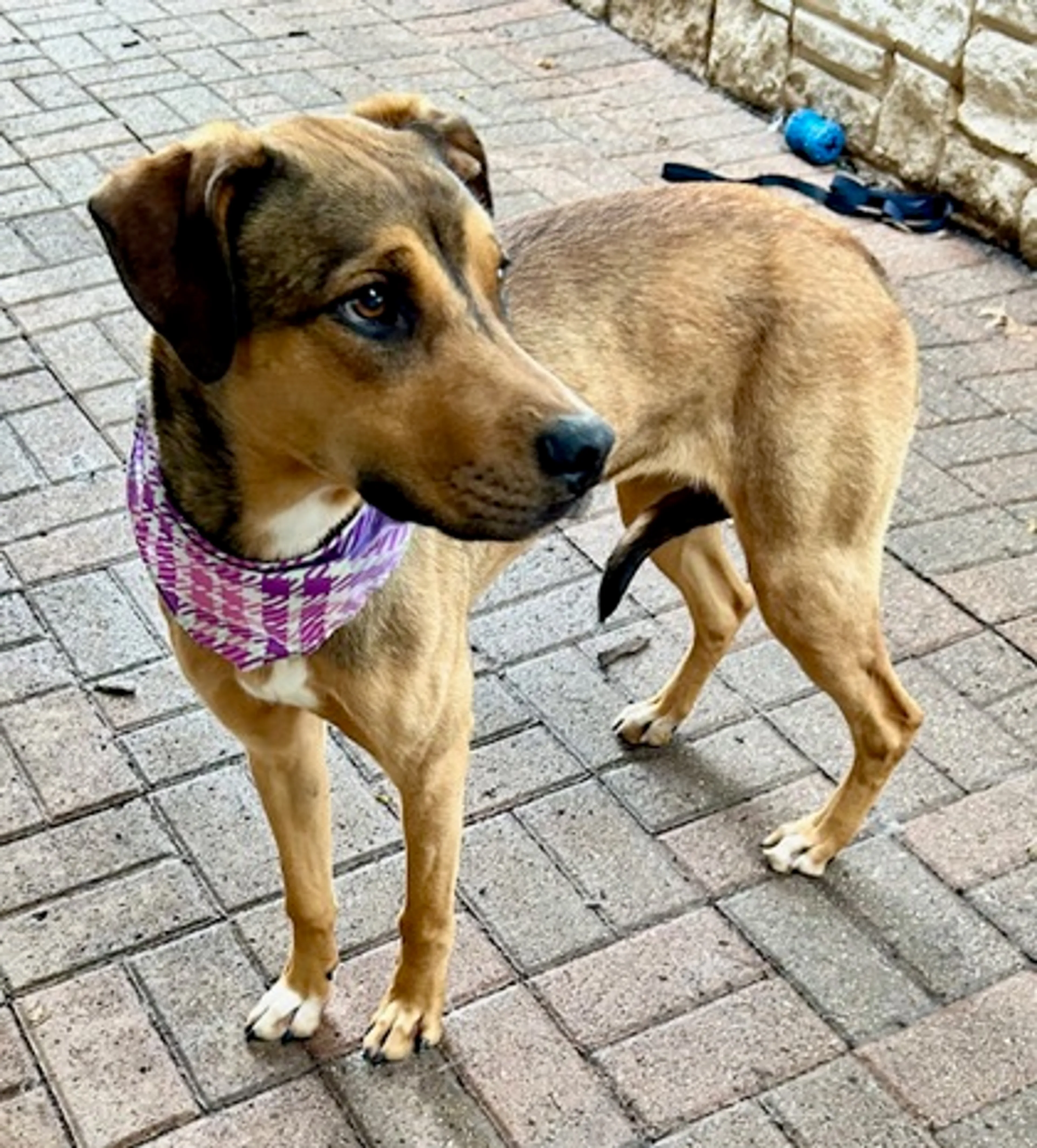 Found pet-2