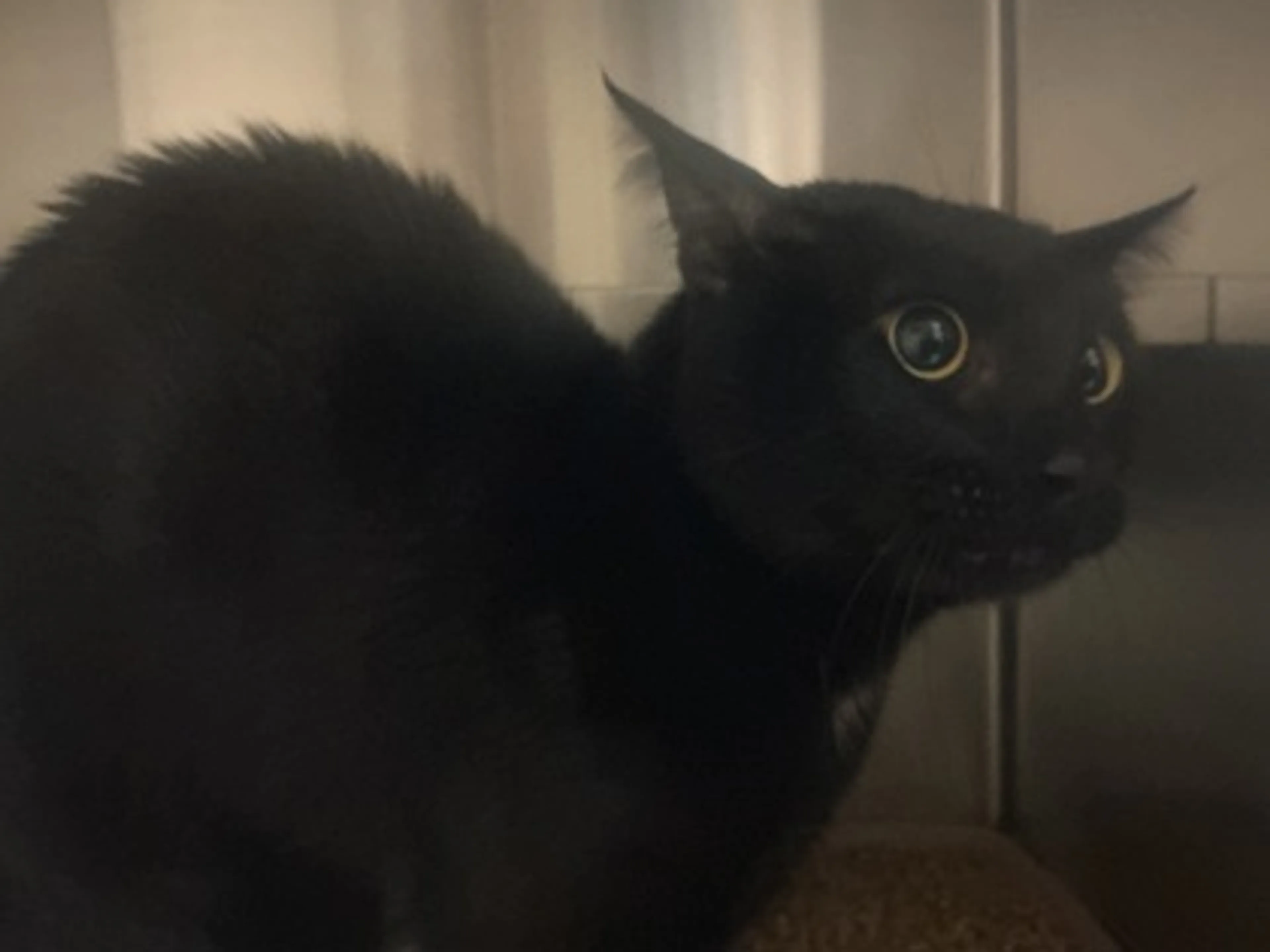 Found pet