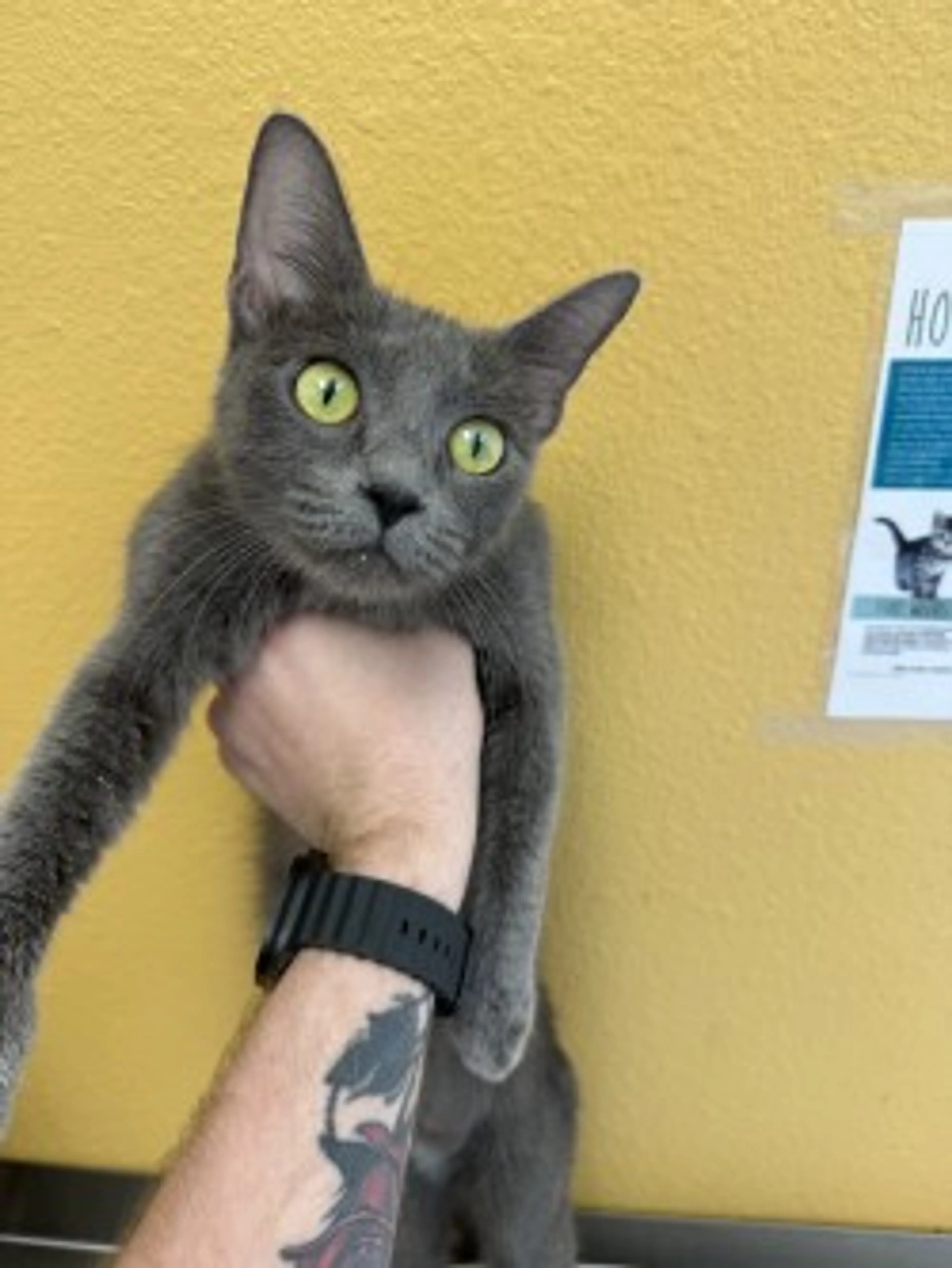 Found pet