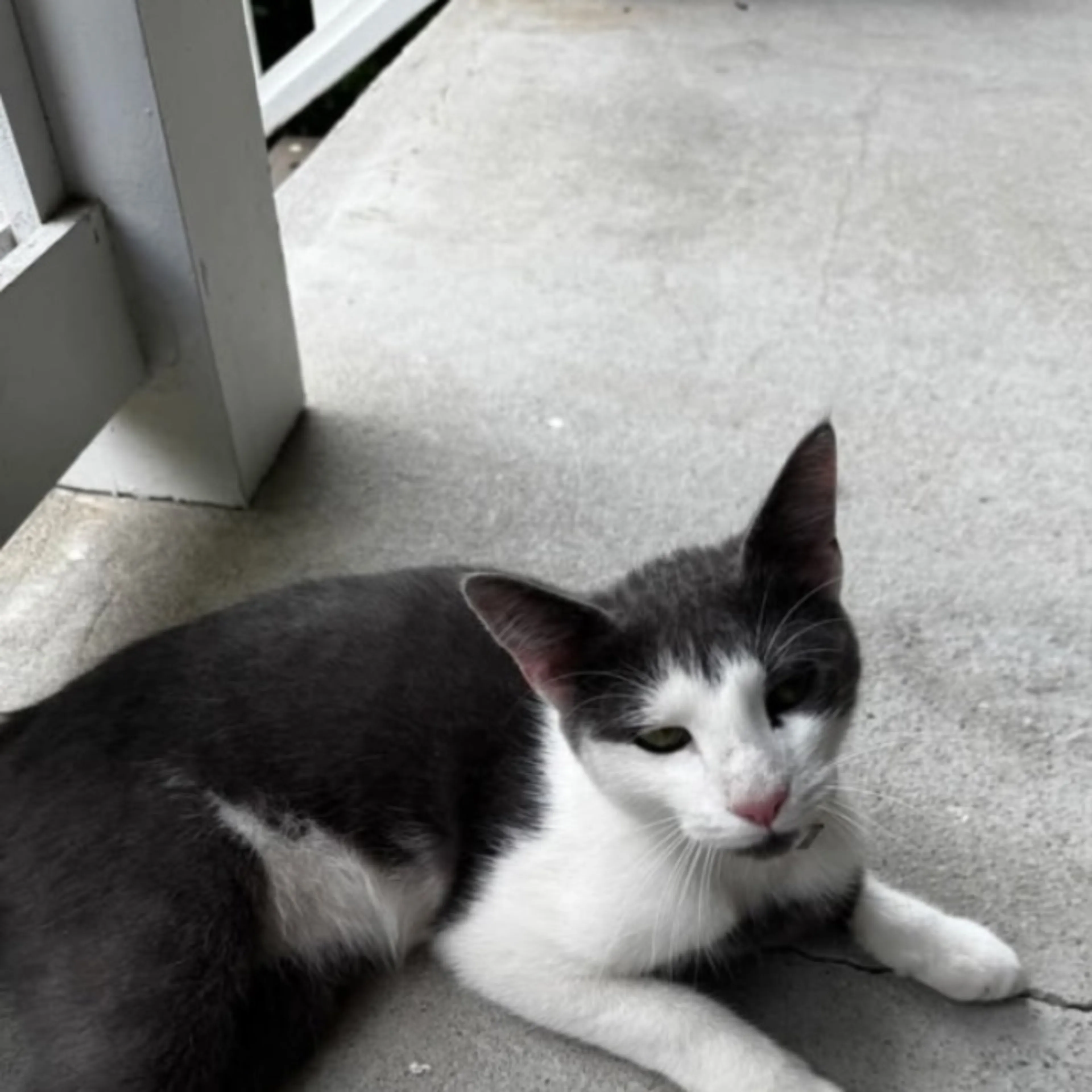 Lost pet