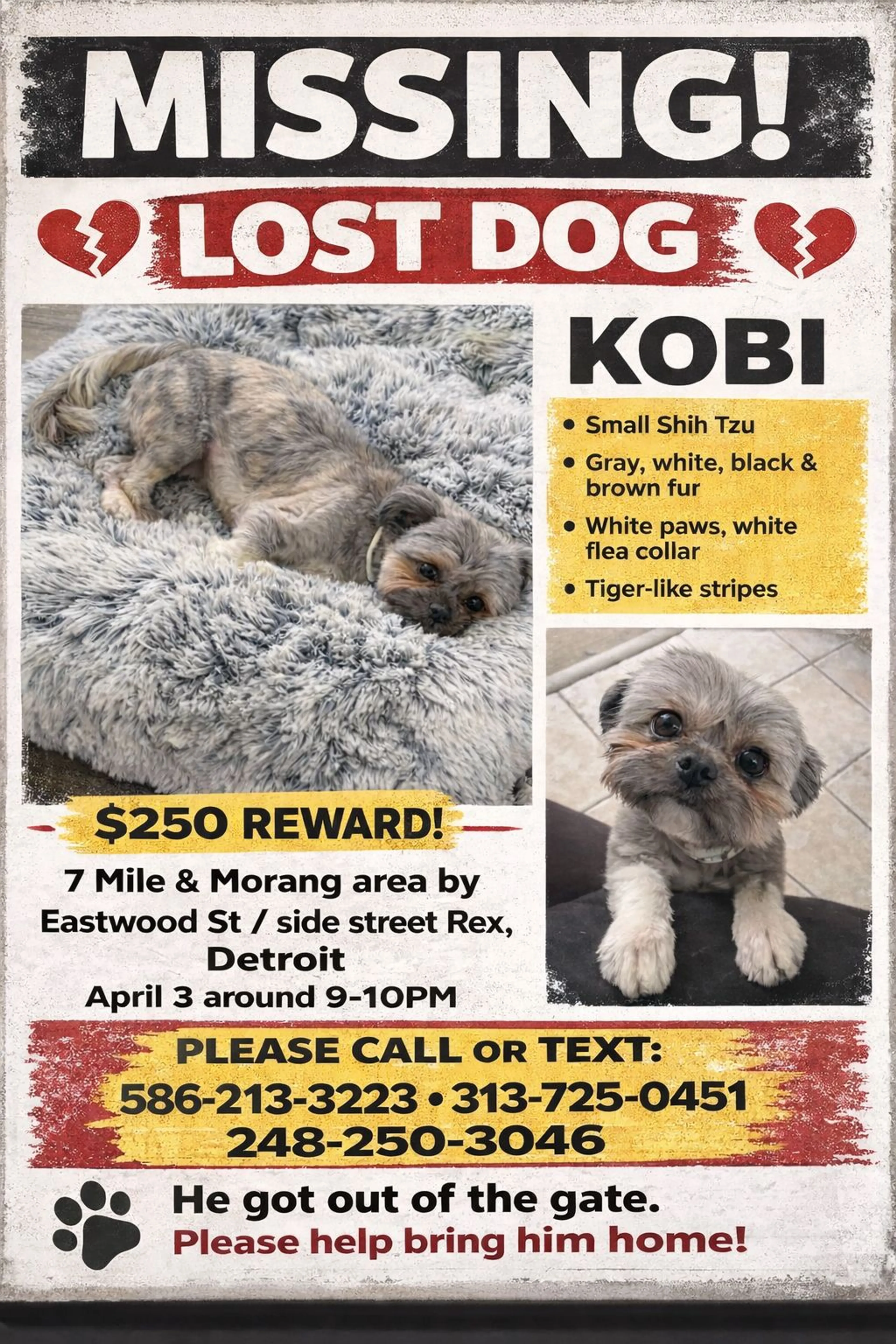Lost pet