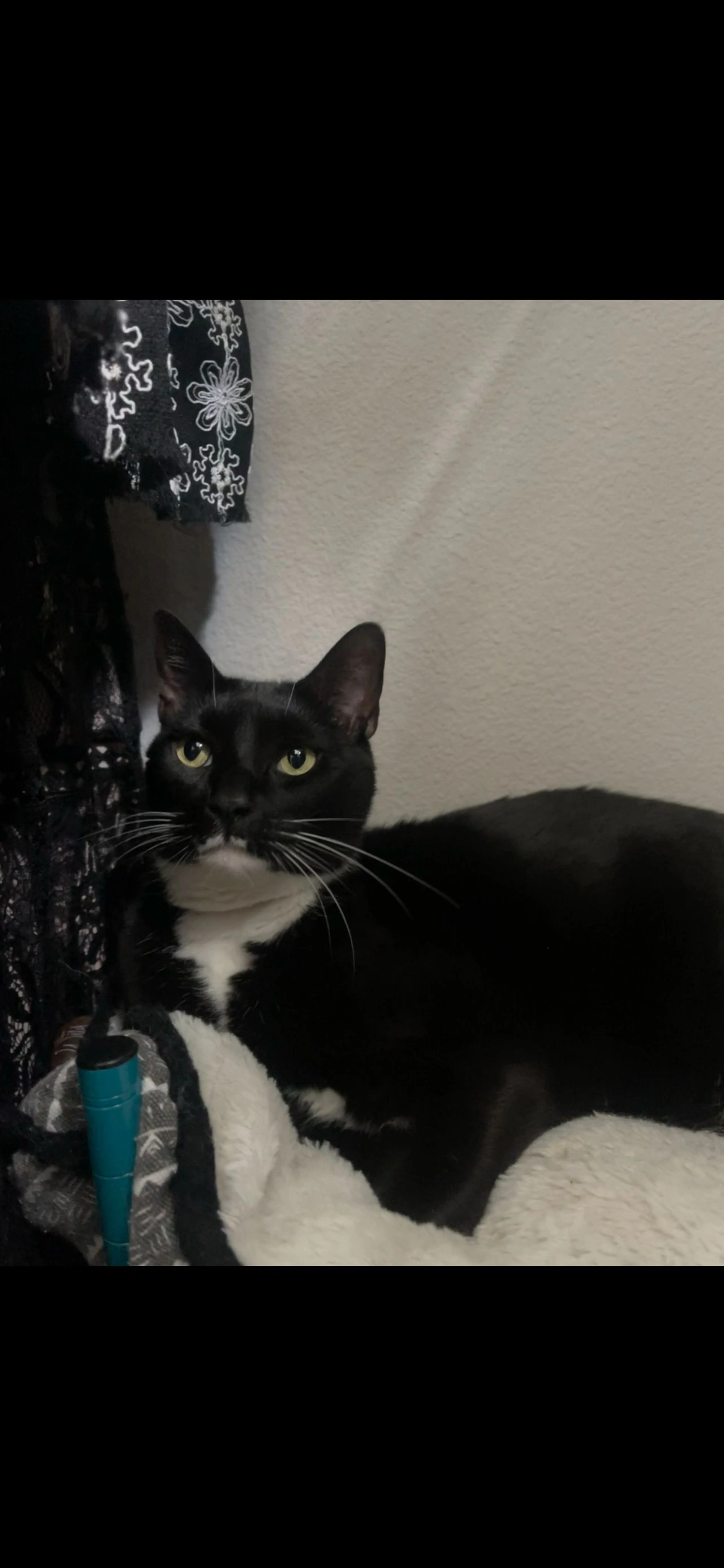 Lost pet-1