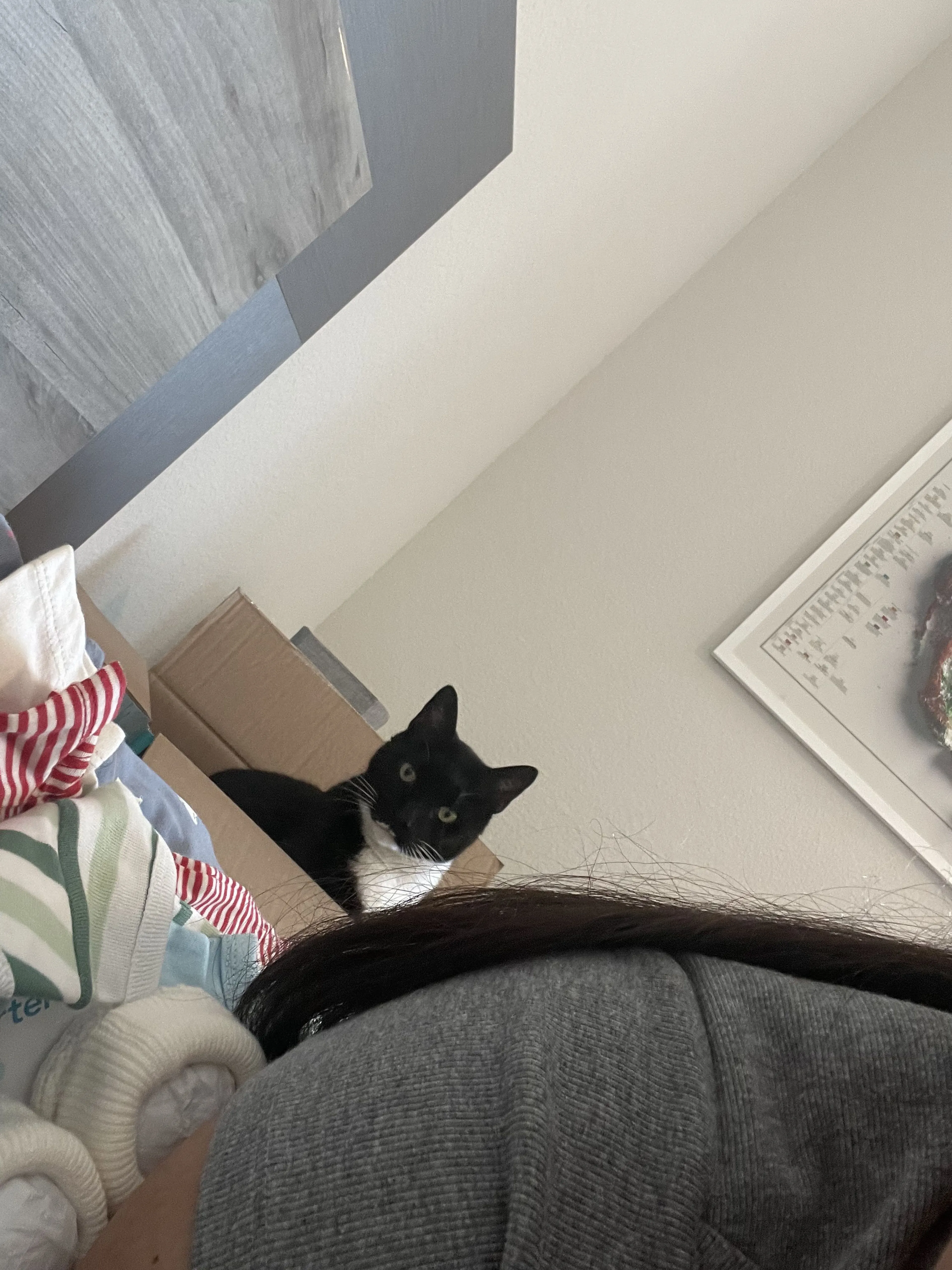 Lost pet-2