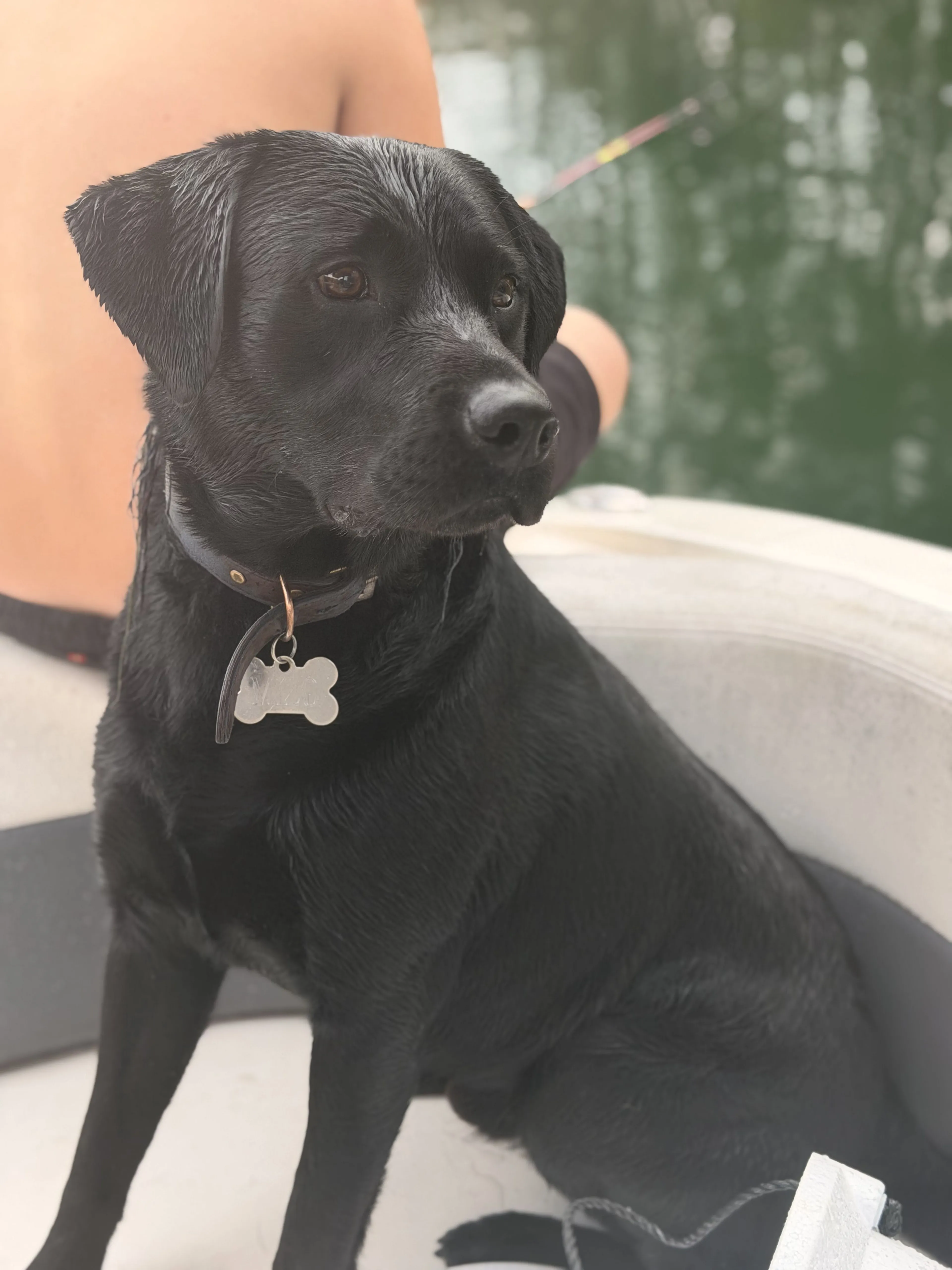 Lost pet