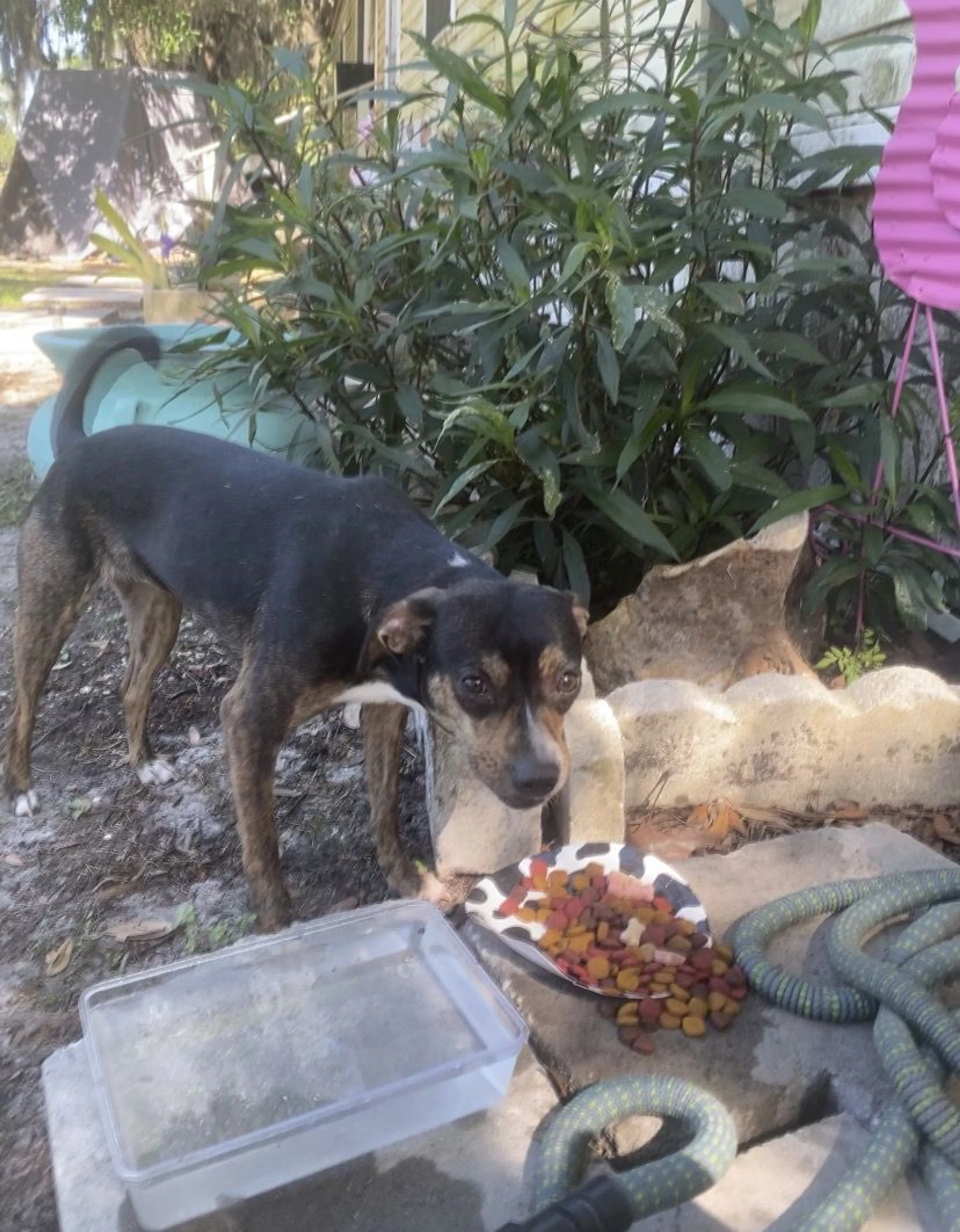 Lost pet