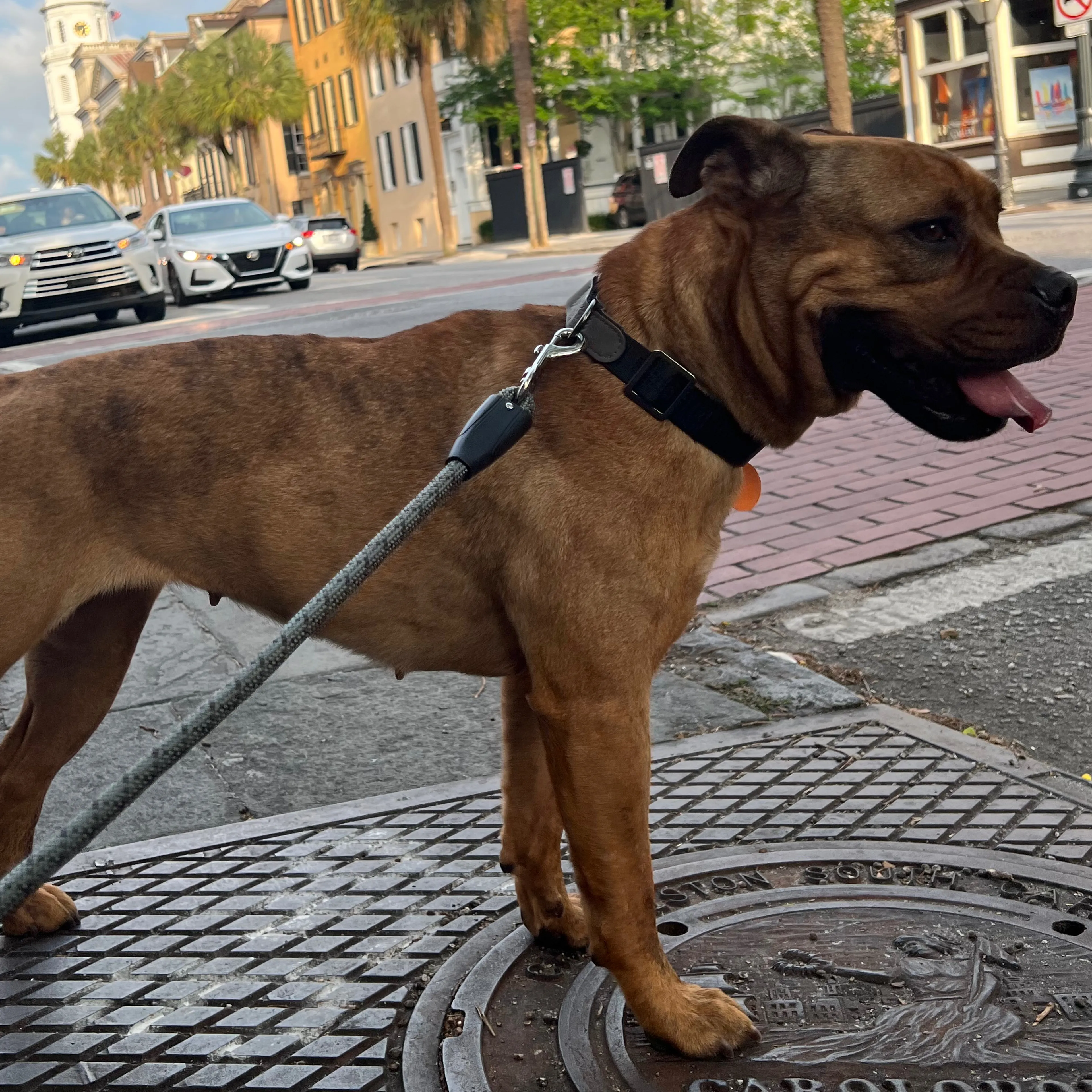 Lost pet-1