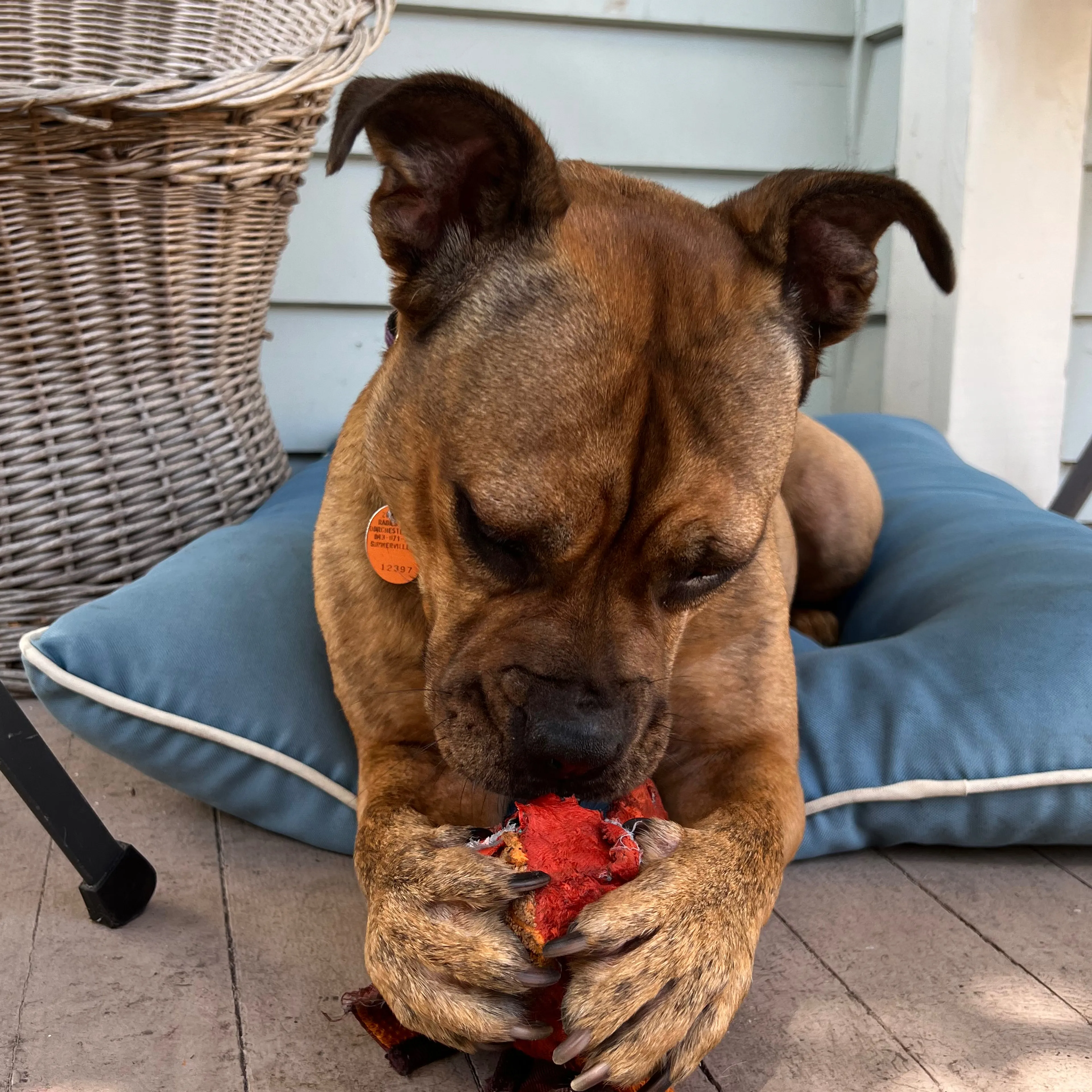 Lost pet-2