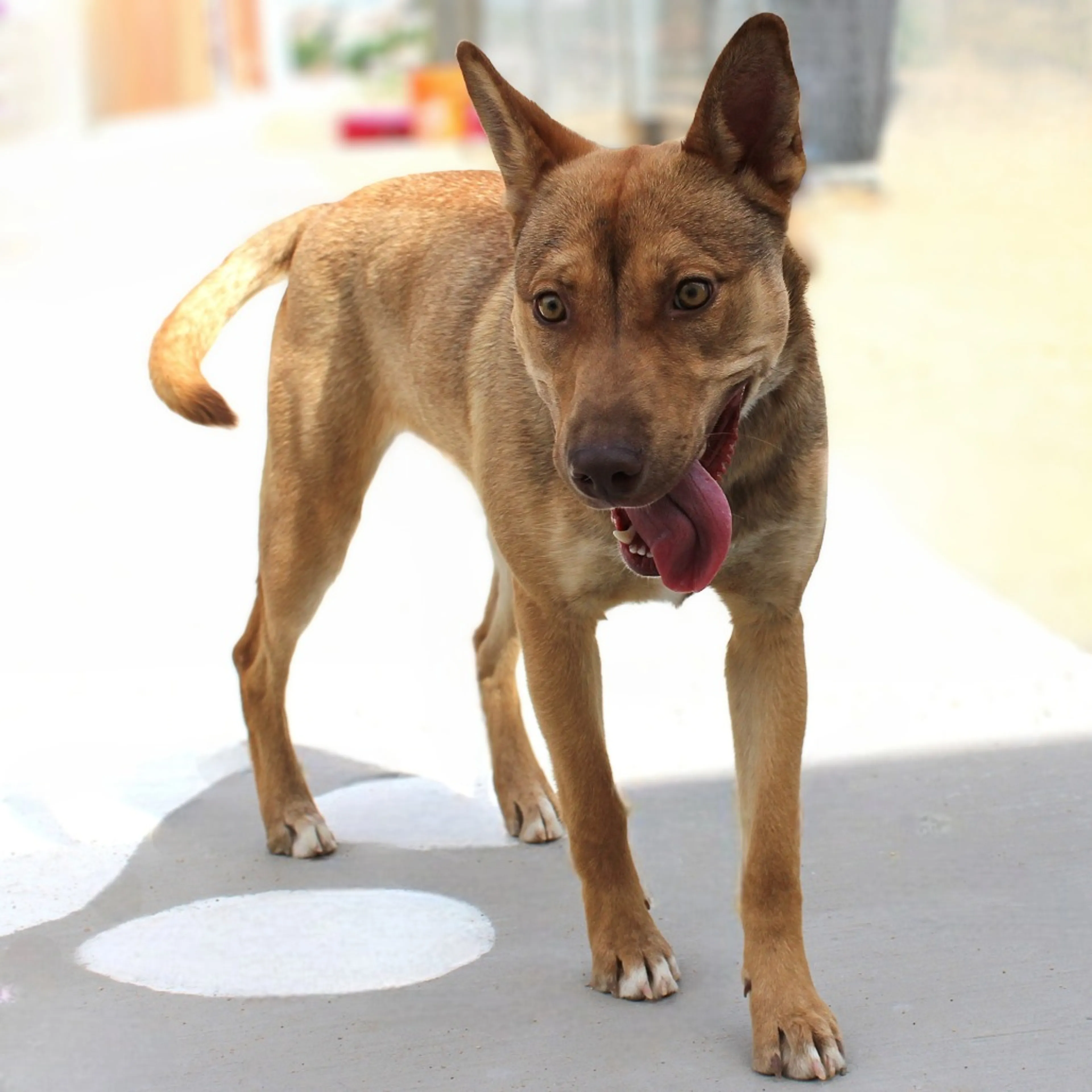 Found pet-5