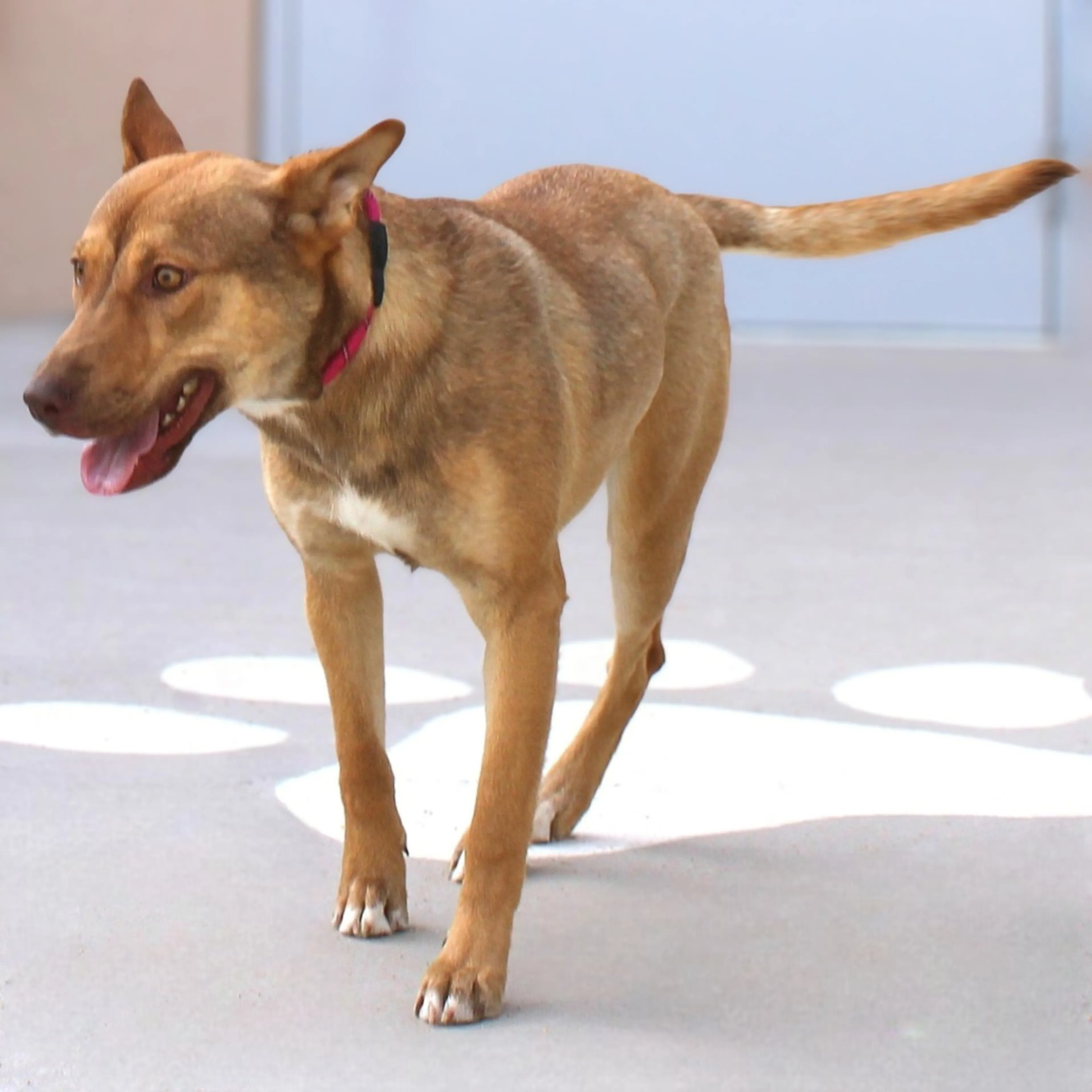 Found pet-6