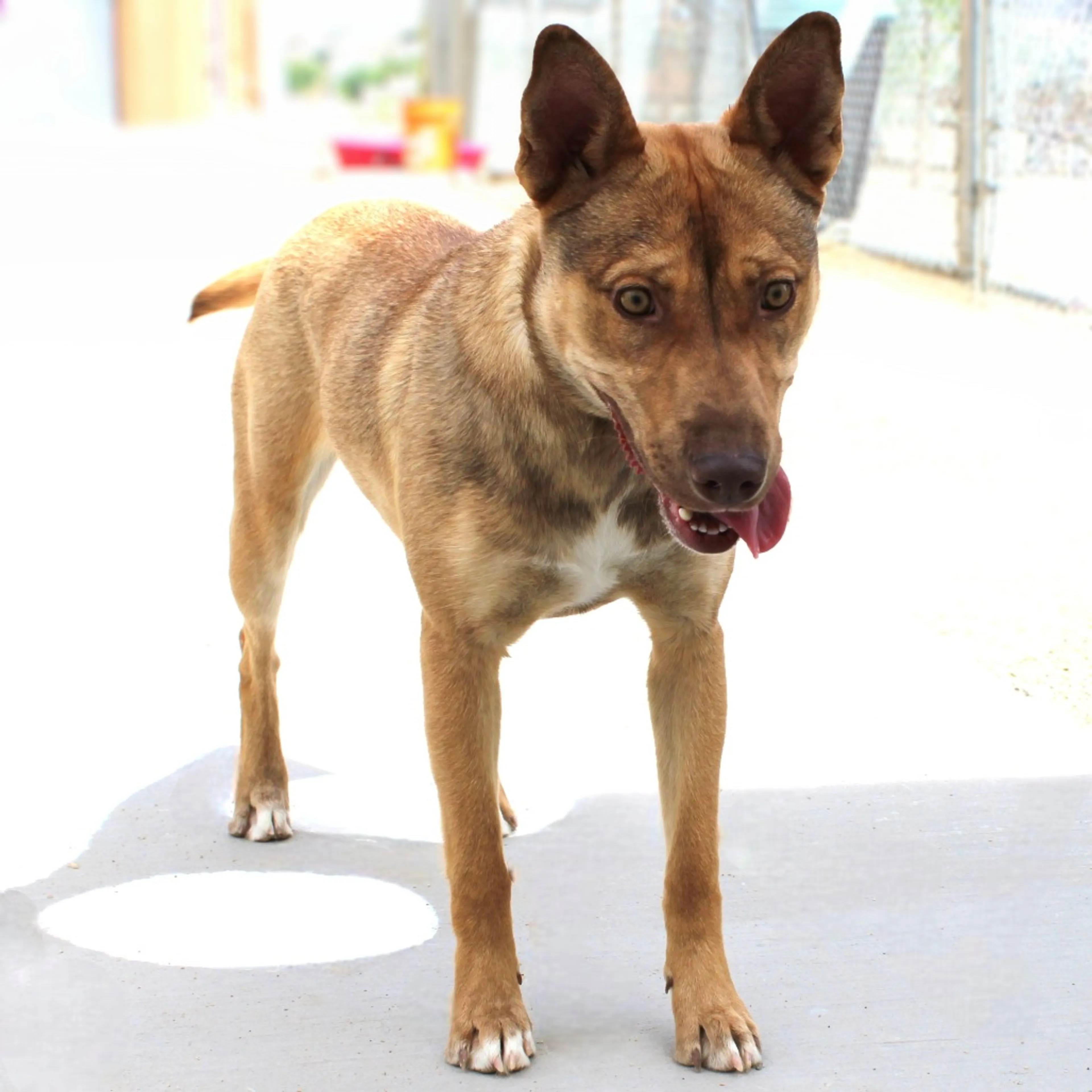 Found pet-4