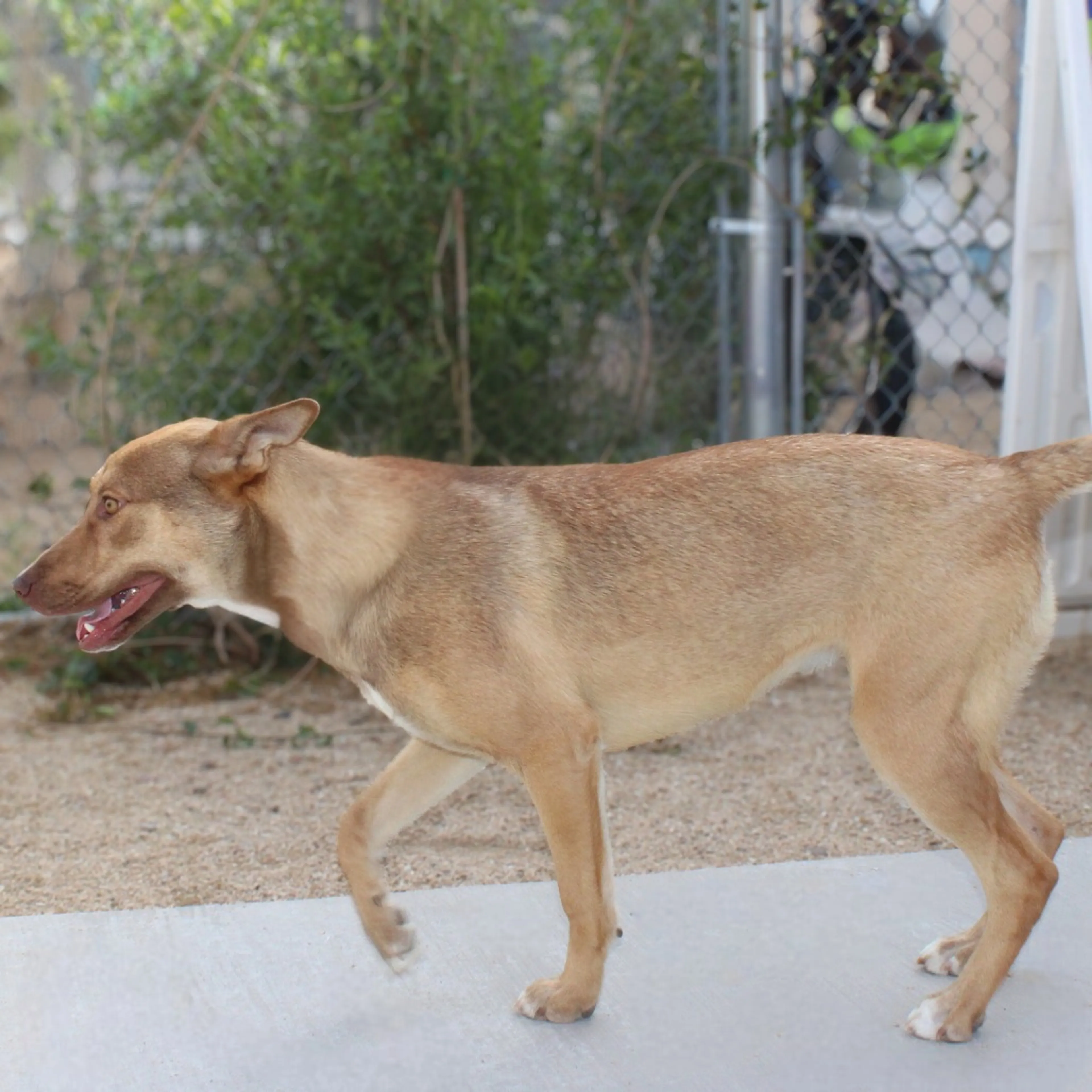 Found pet-7