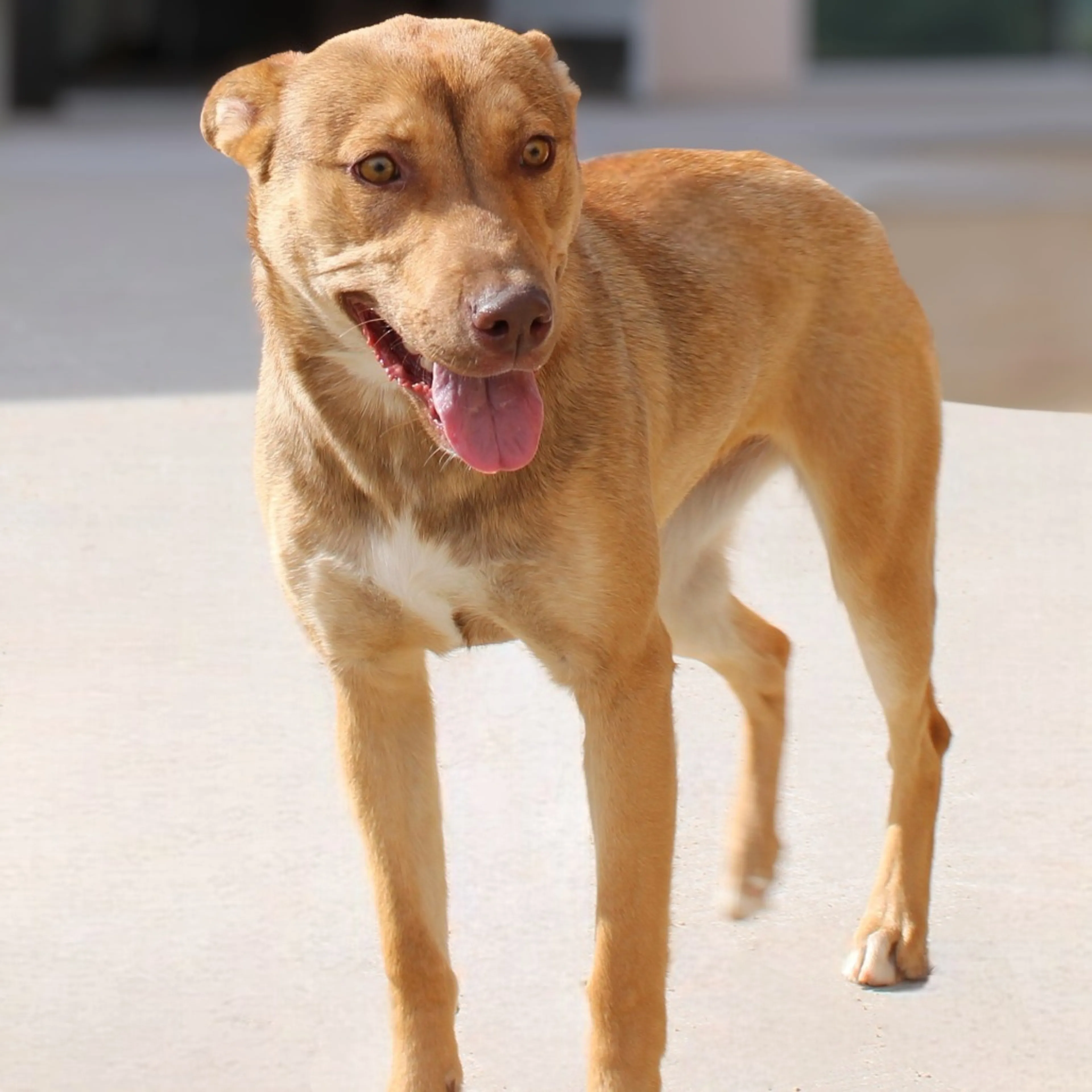 Found pet-3