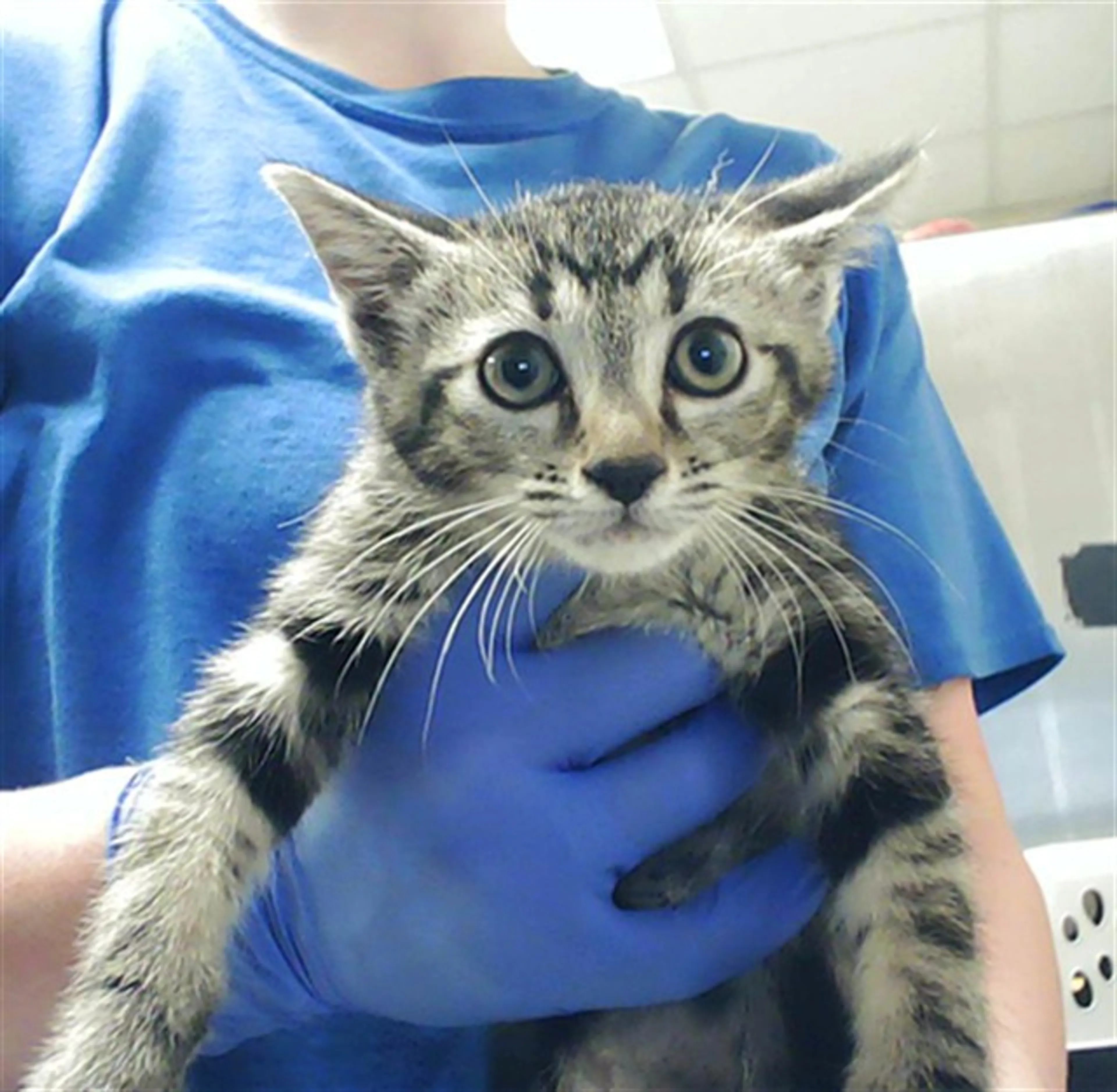 Found pet