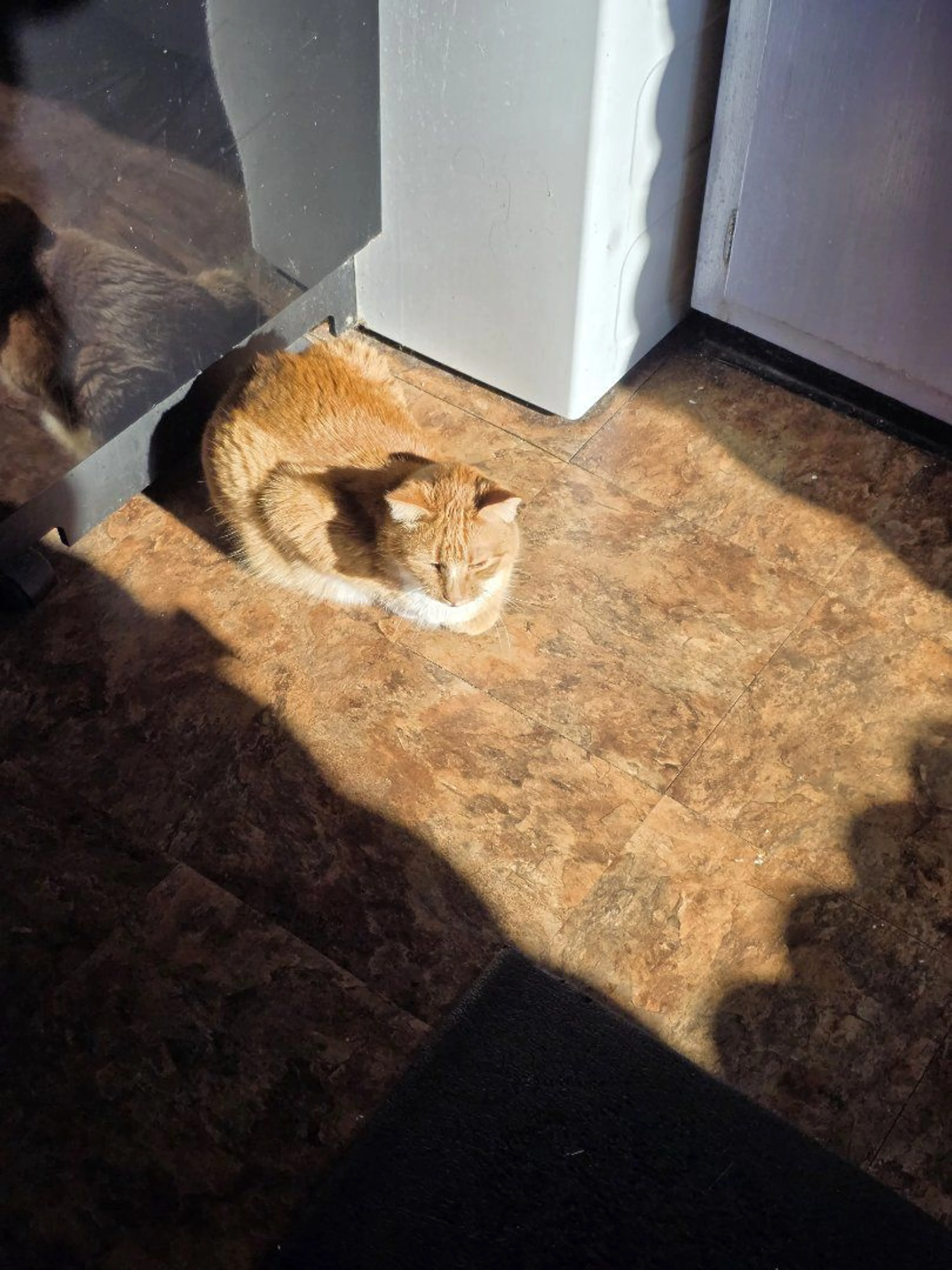 Lost pet-2