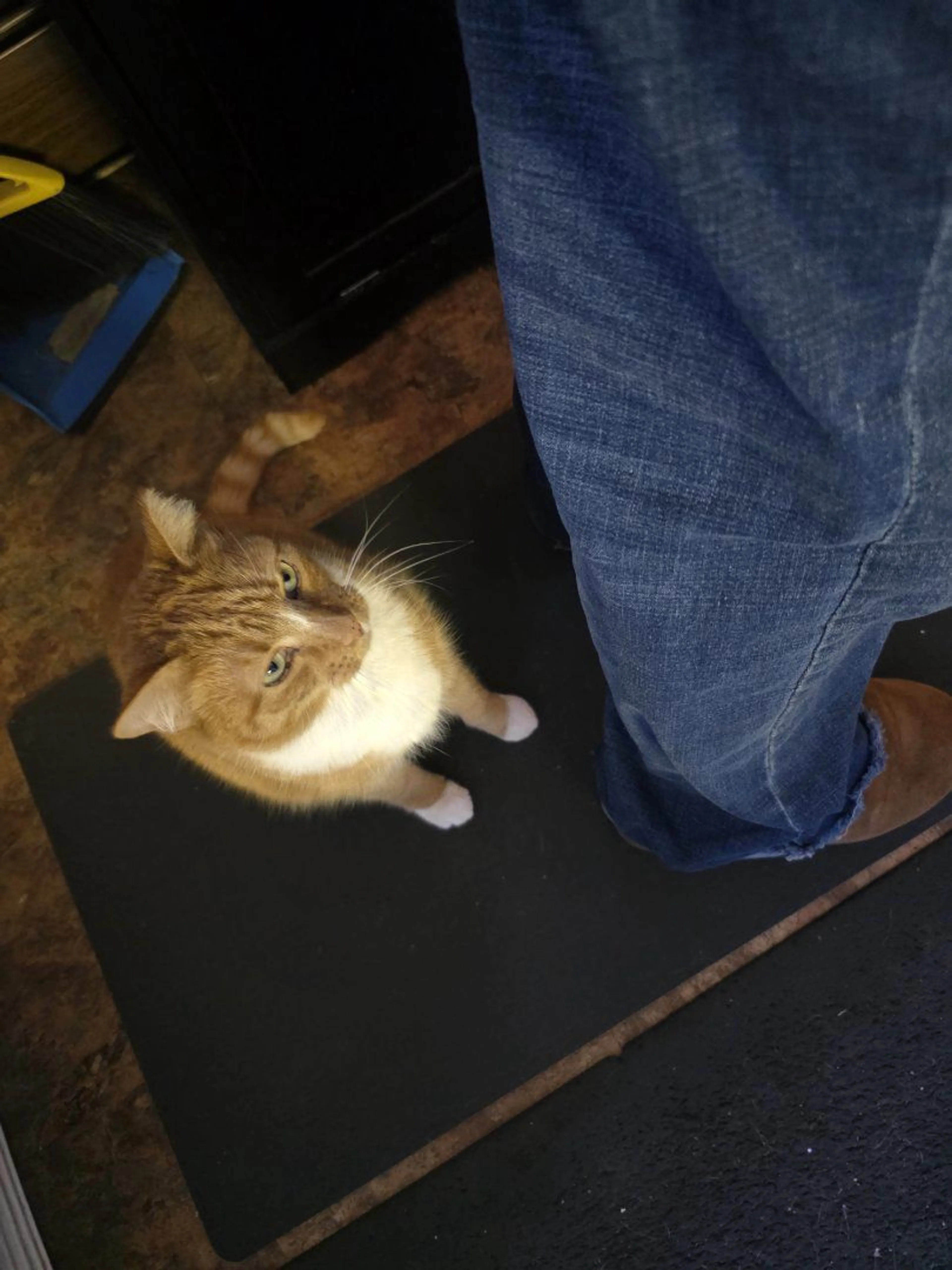 Lost pet-1