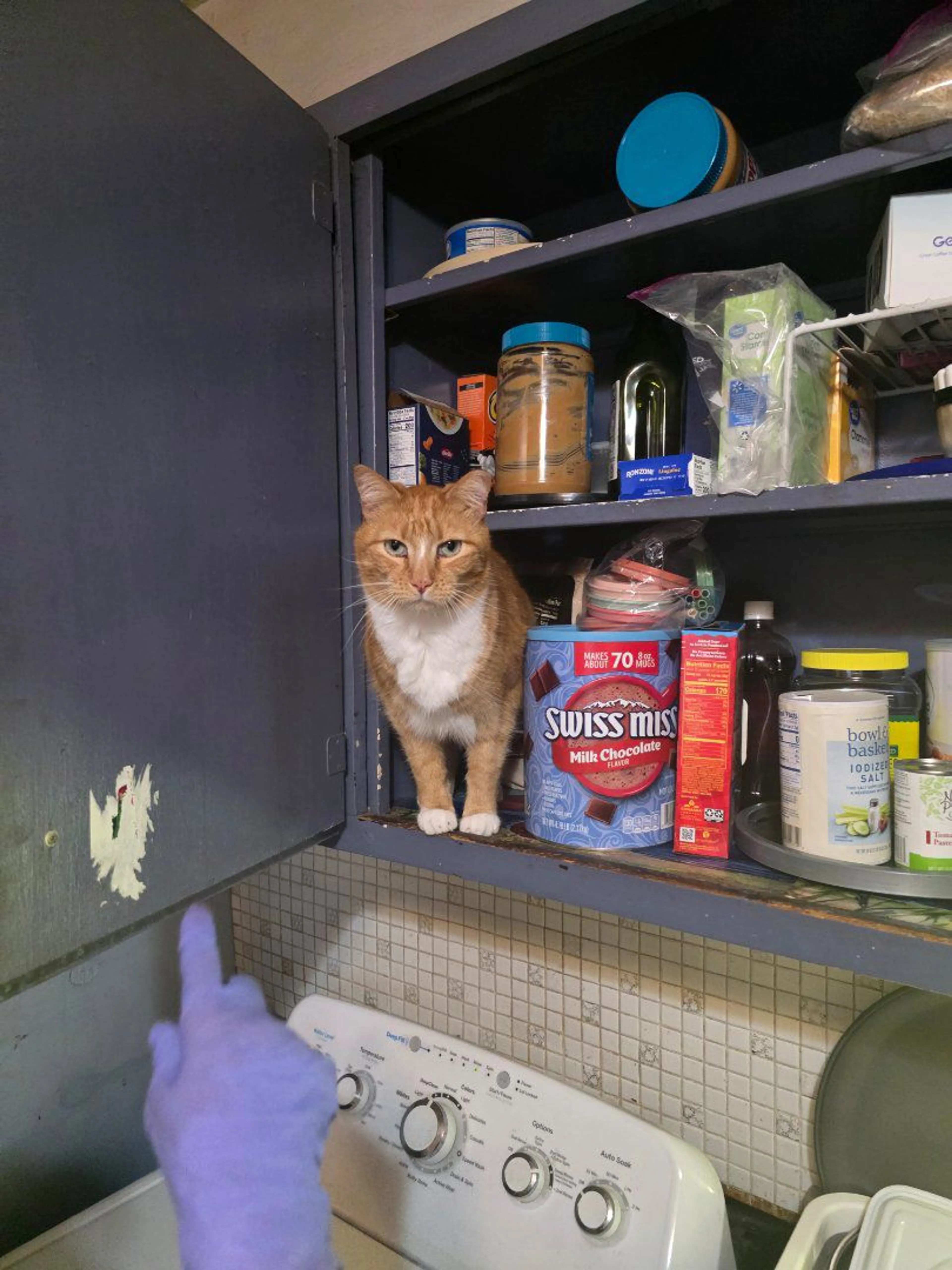 Lost pet-0
