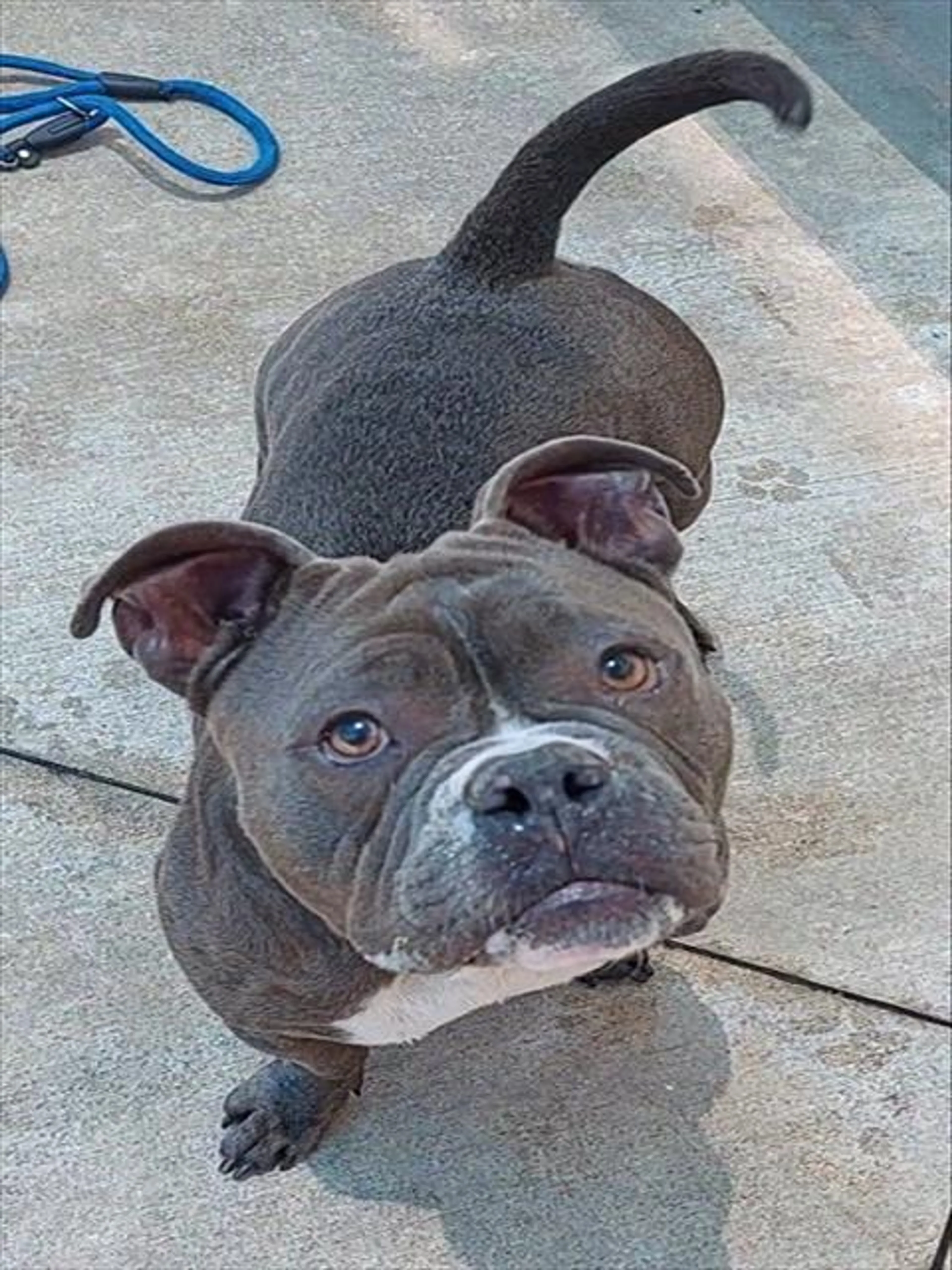 Found pet