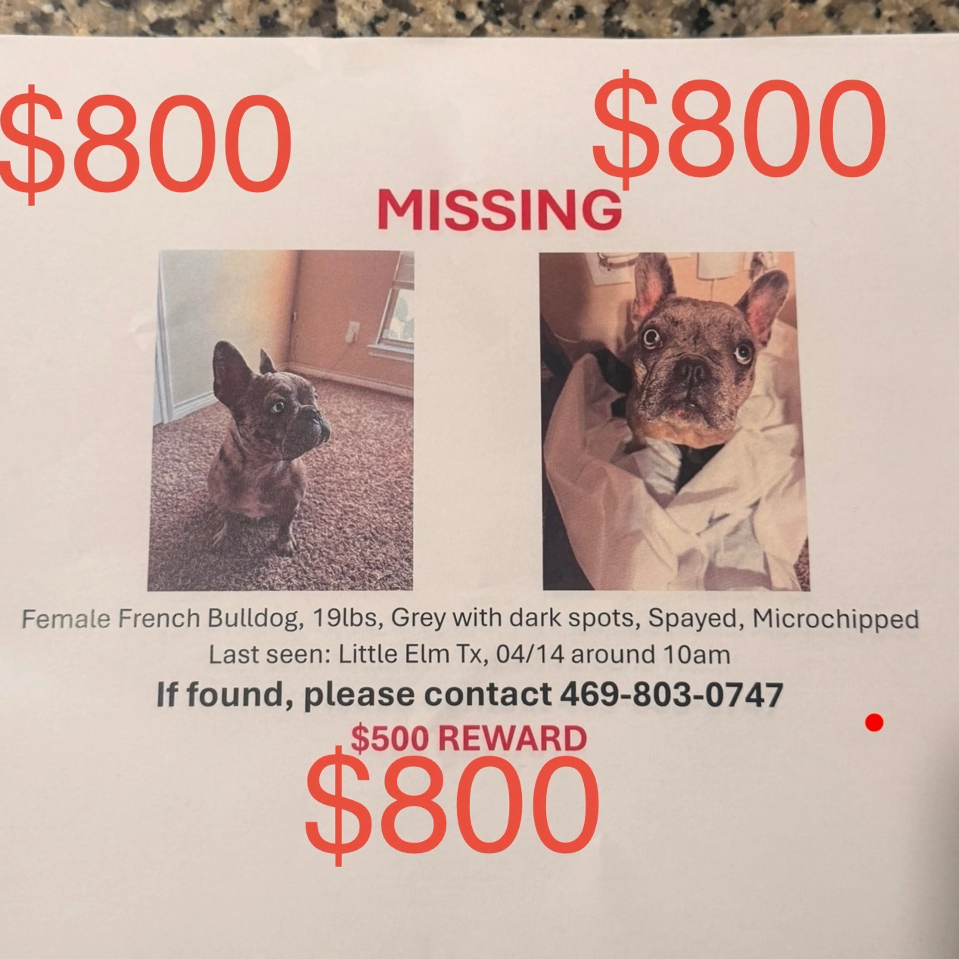 Lost pet-3