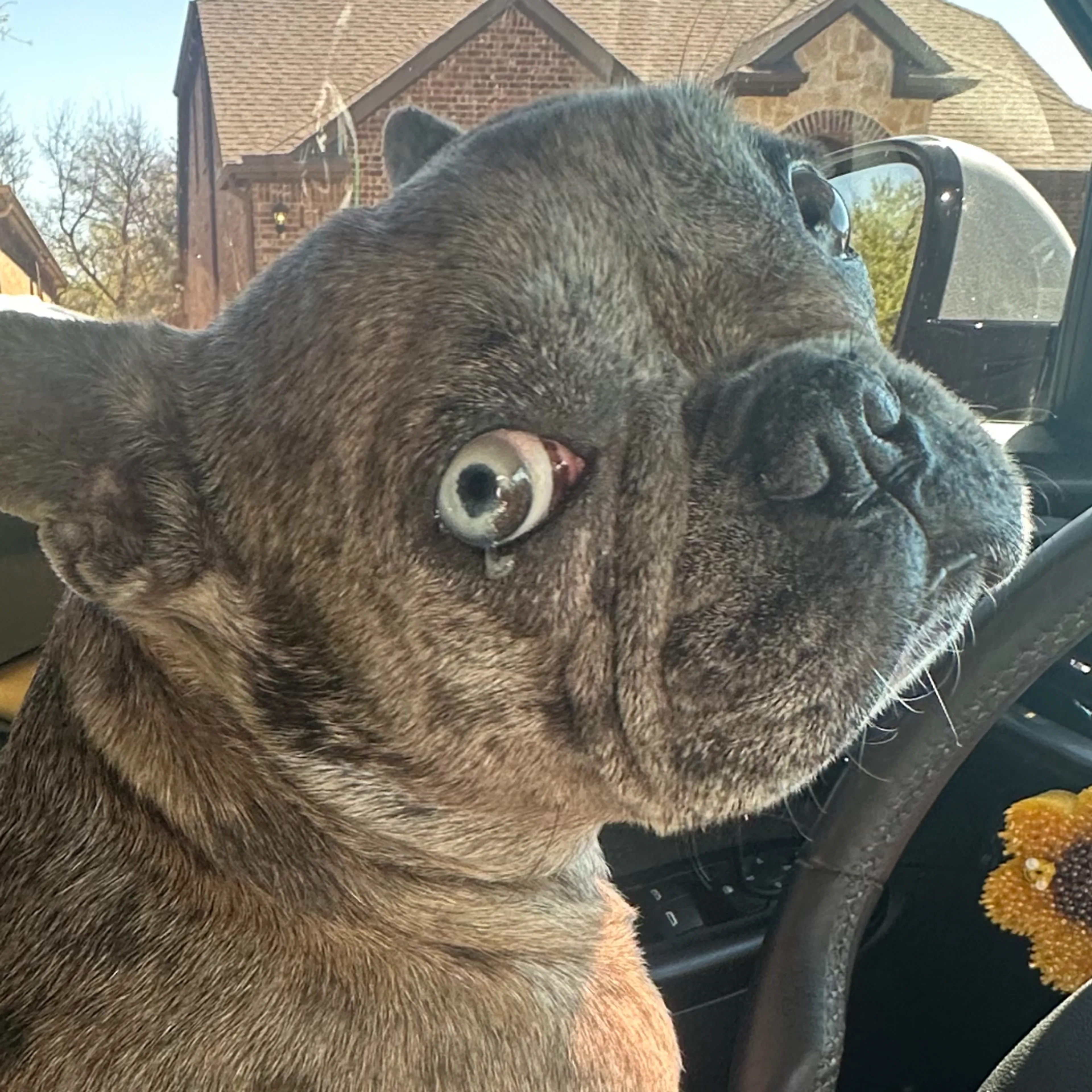 Lost pet-2